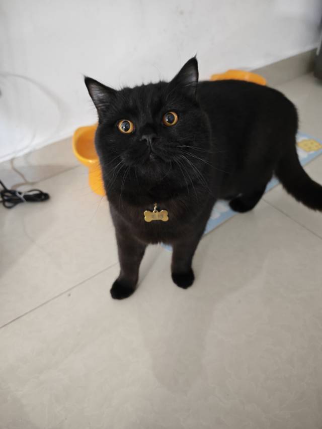 宠物领养 中华田园猫
中华田园猫小公猫和_2