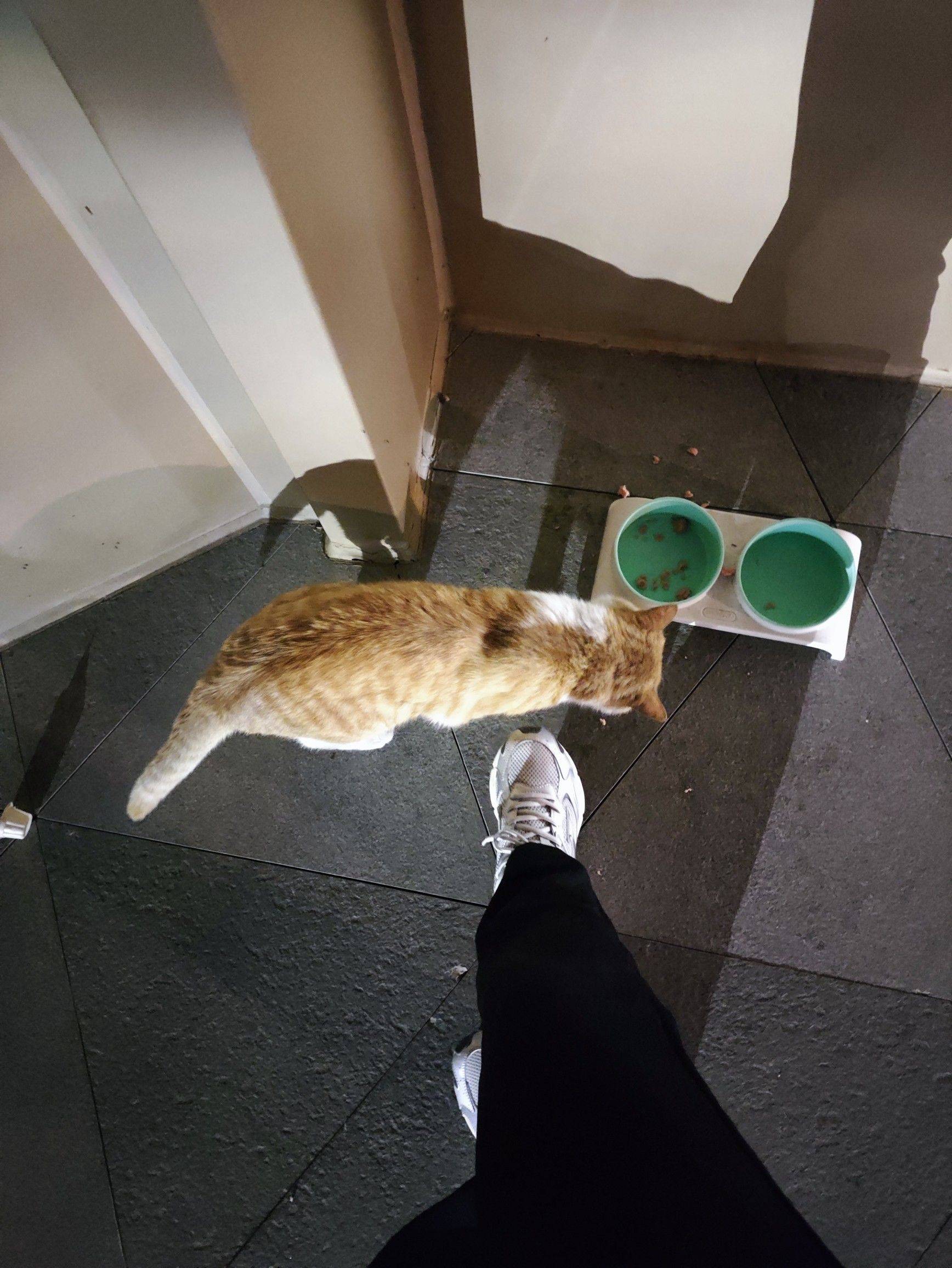 猫我有点不喜欢你了_2