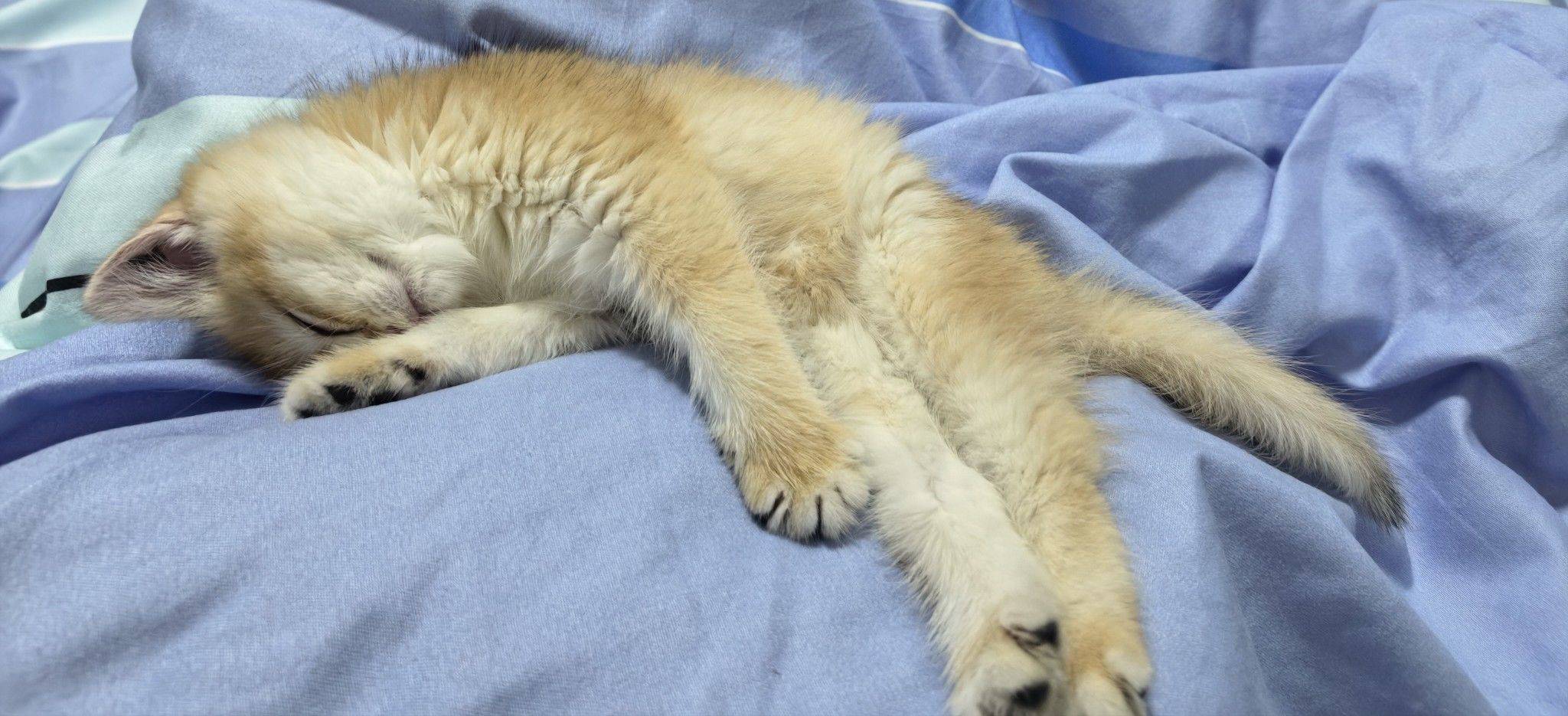小猫睡觉 _4