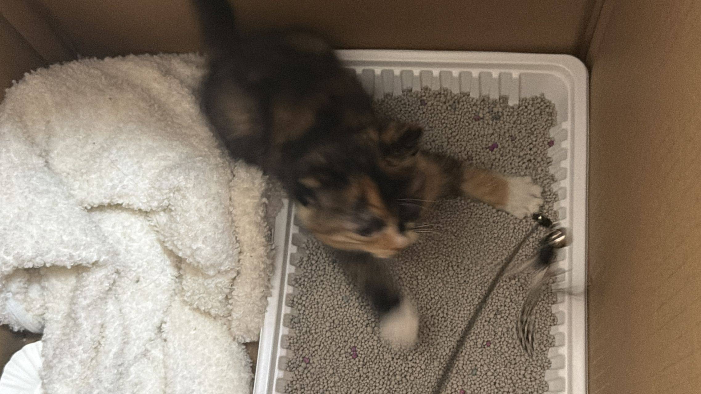 425上海高架救助的小猫求领养_3
