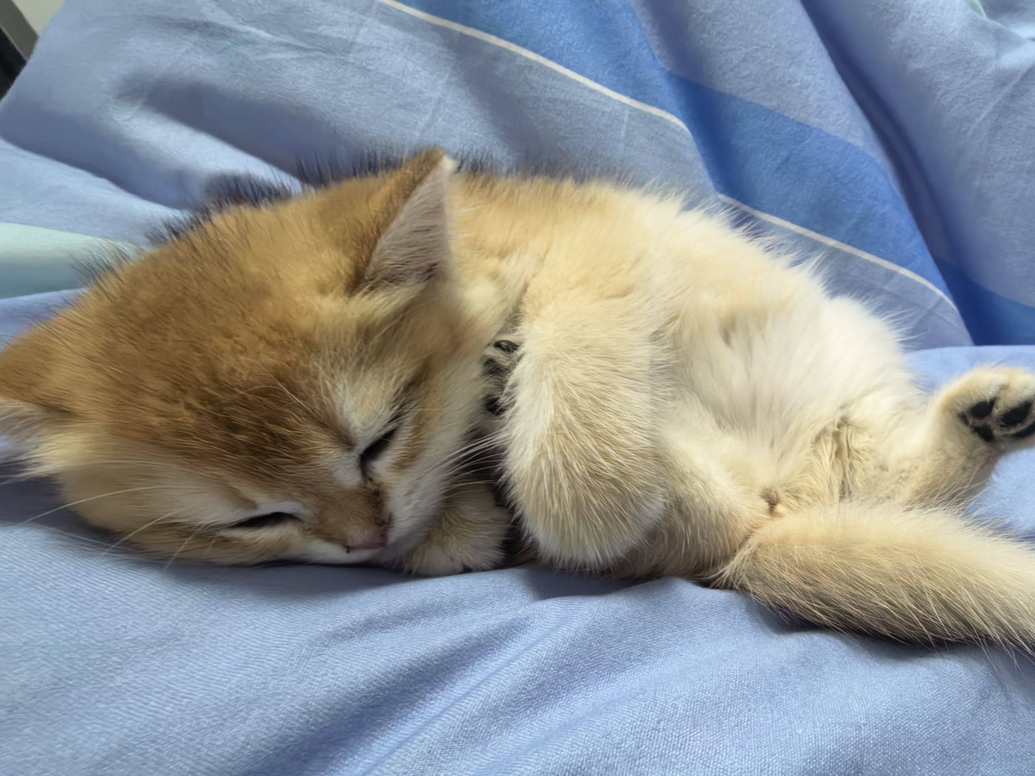 小猫睡觉 _2