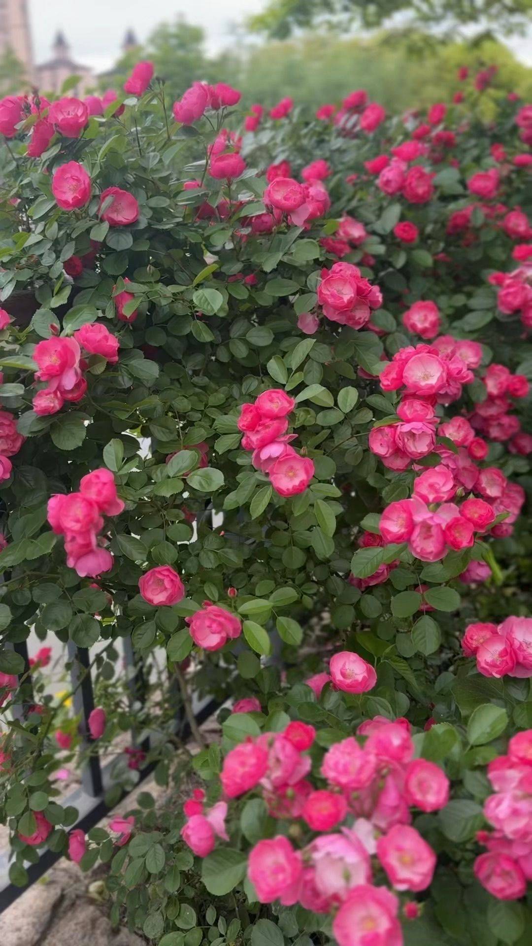 与痛苦拥抱，与命运和解。 粉红浪漫 
