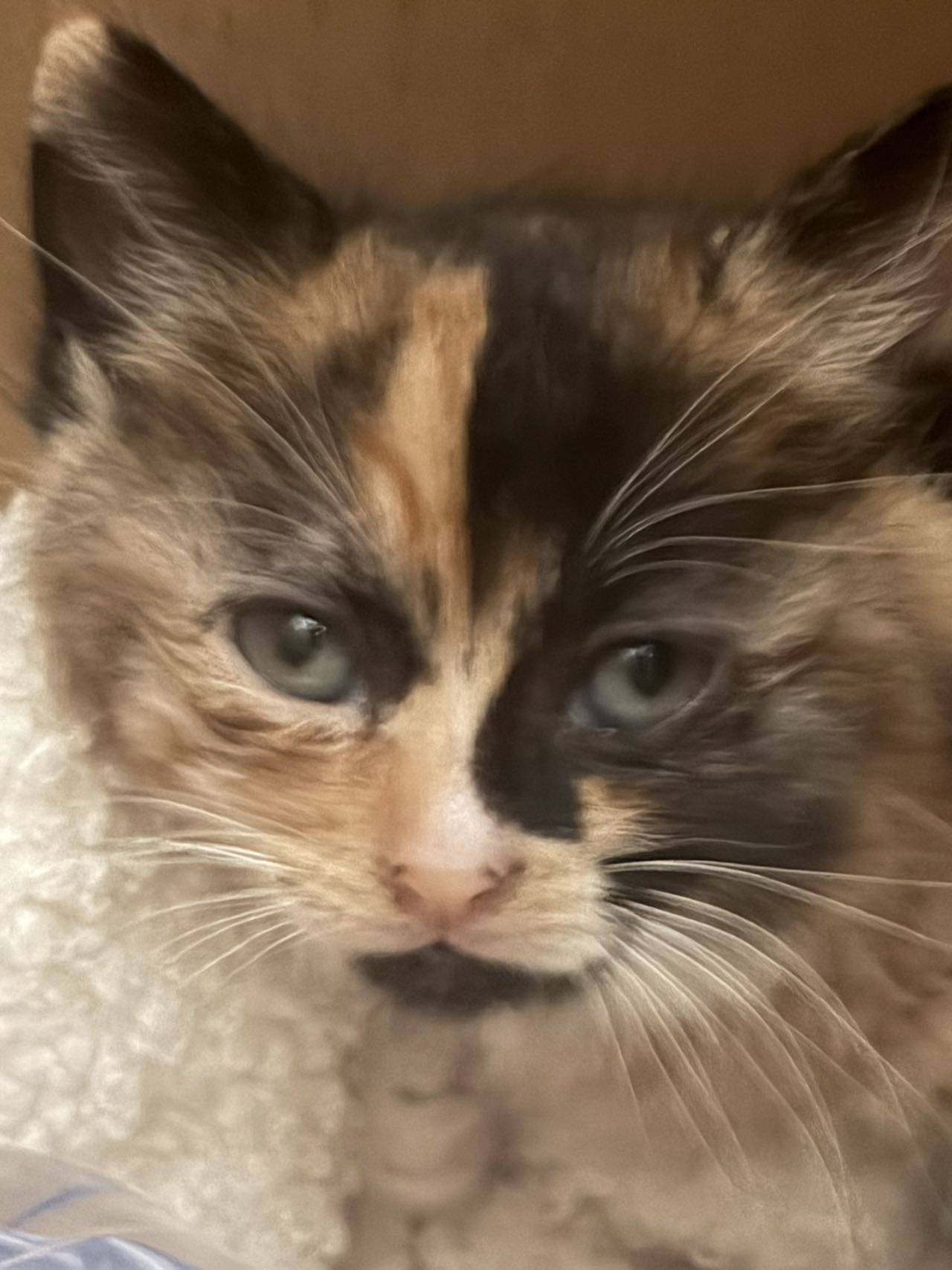 425上海高架救助的小猫求领养_1
