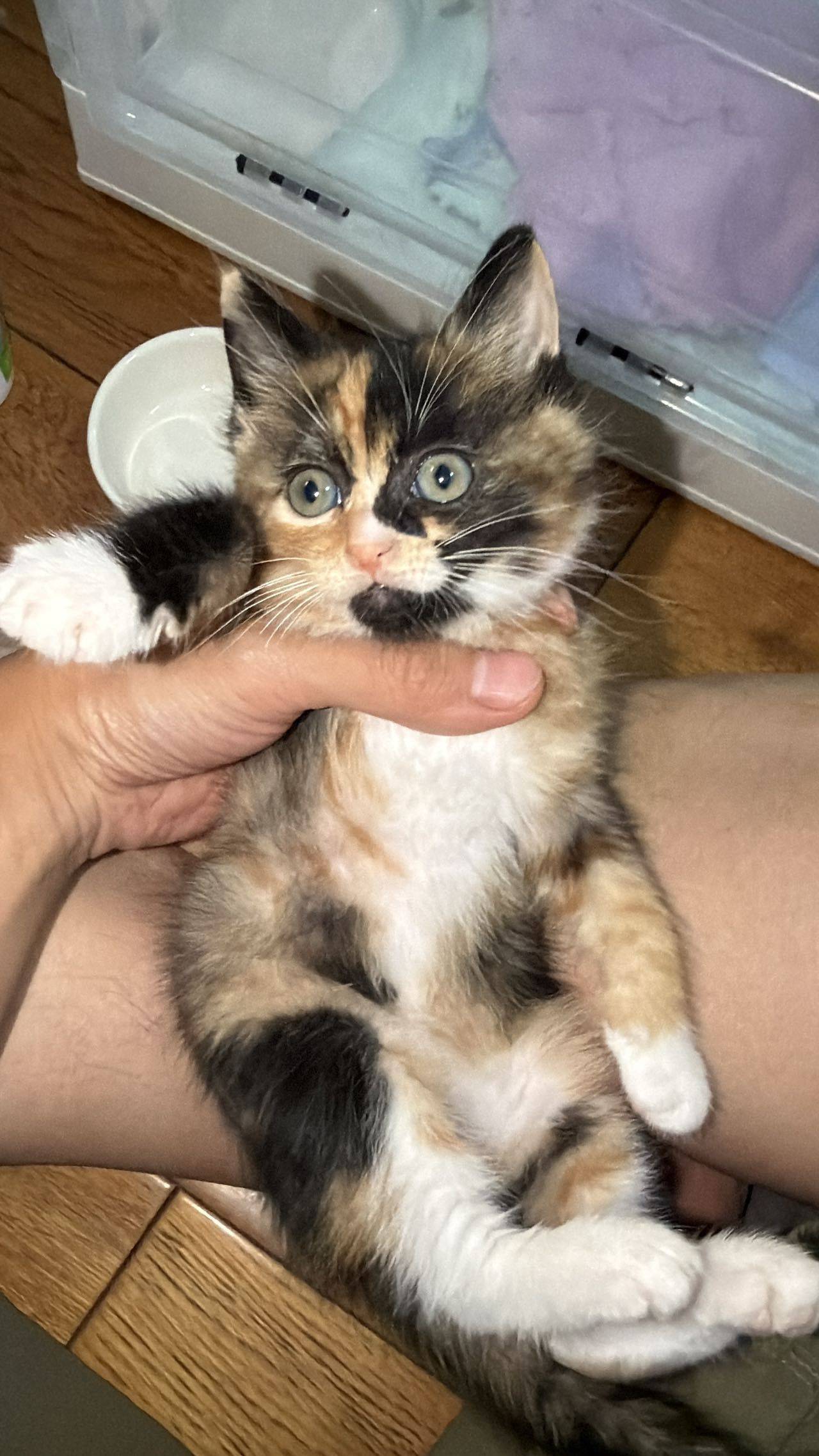 425上海高架救助的小猫求领养