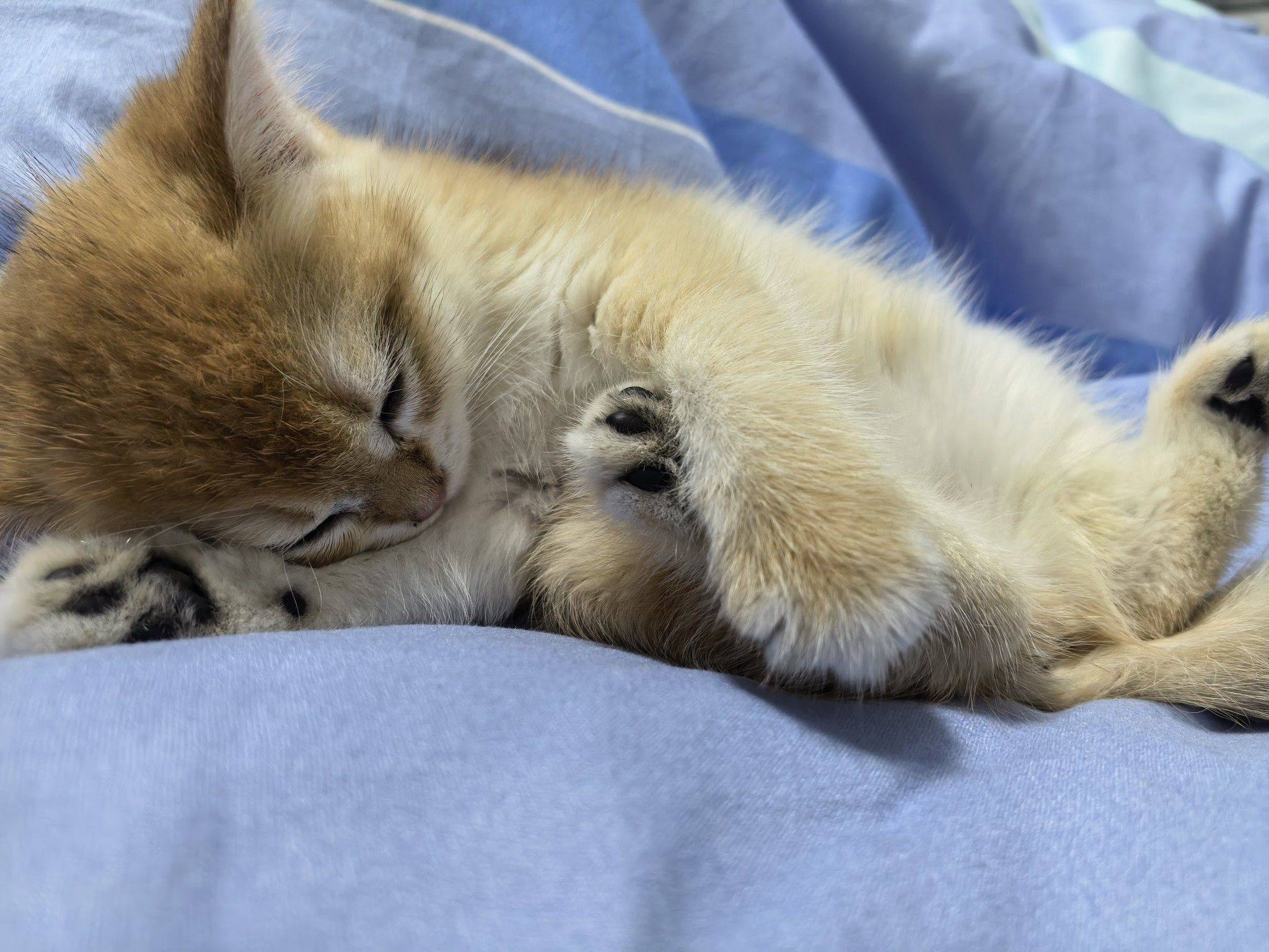 小猫睡觉 _1