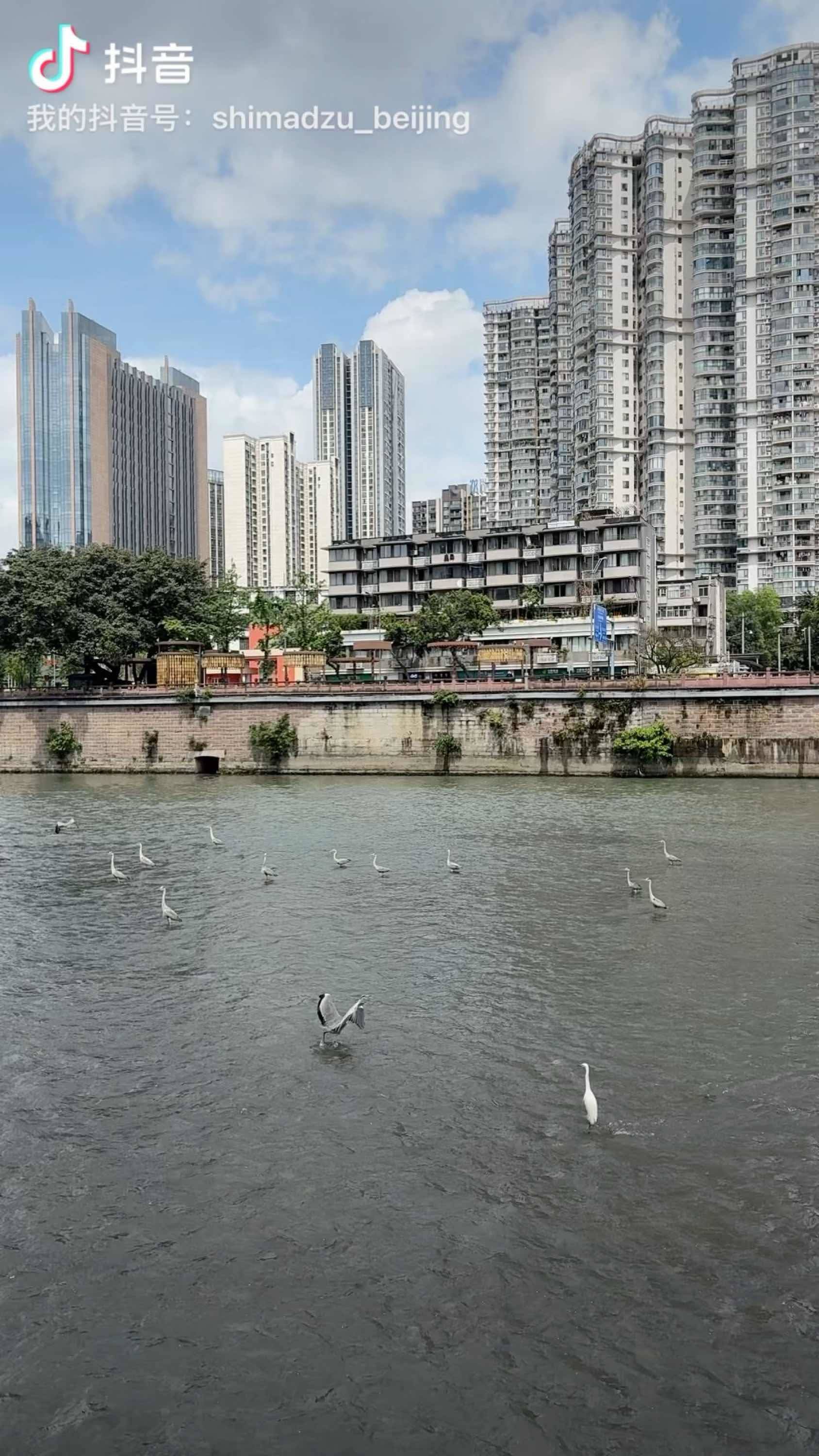成都锦江河畔 城市风光 