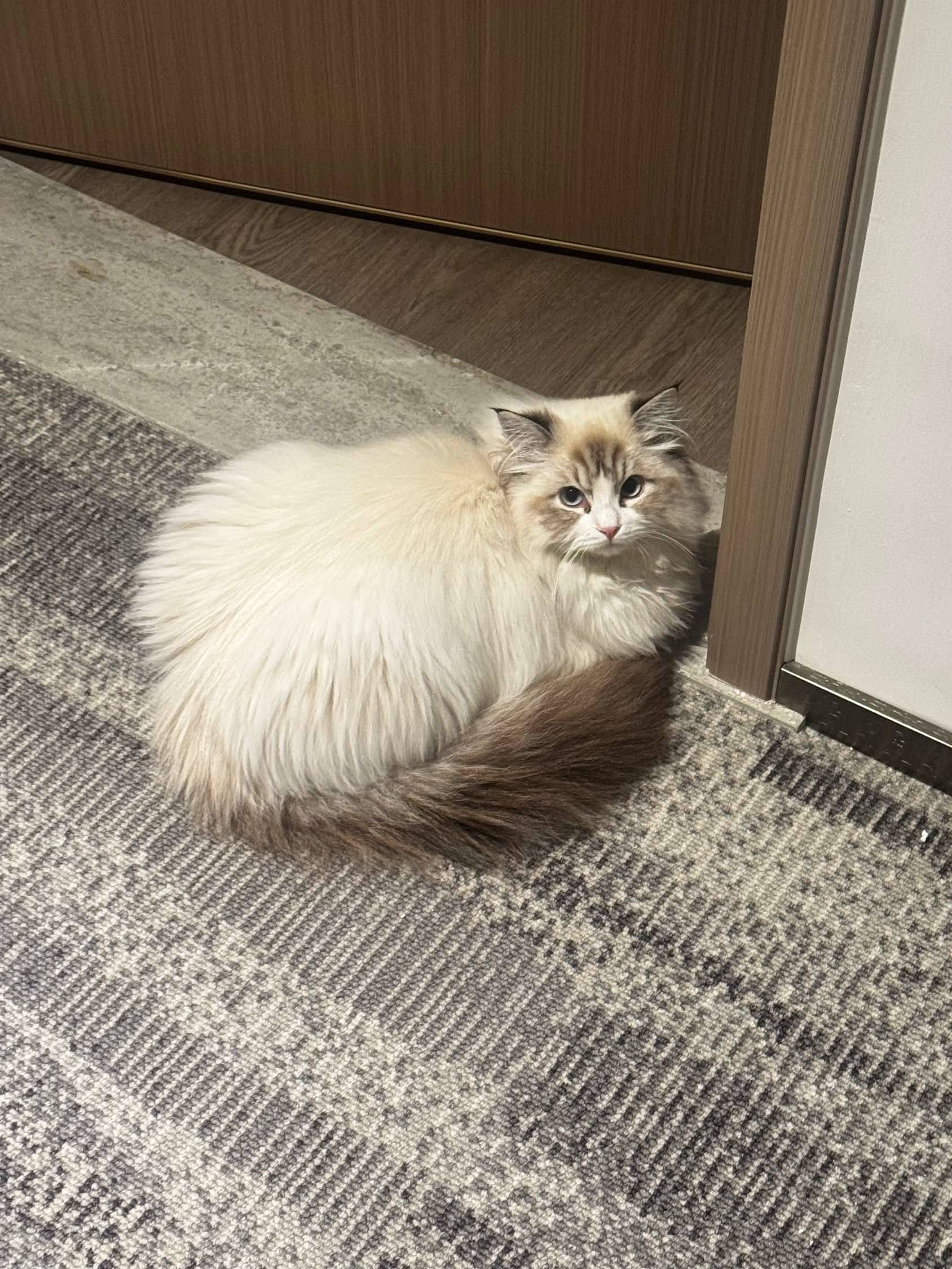 又又又遇到猫猫虫啦