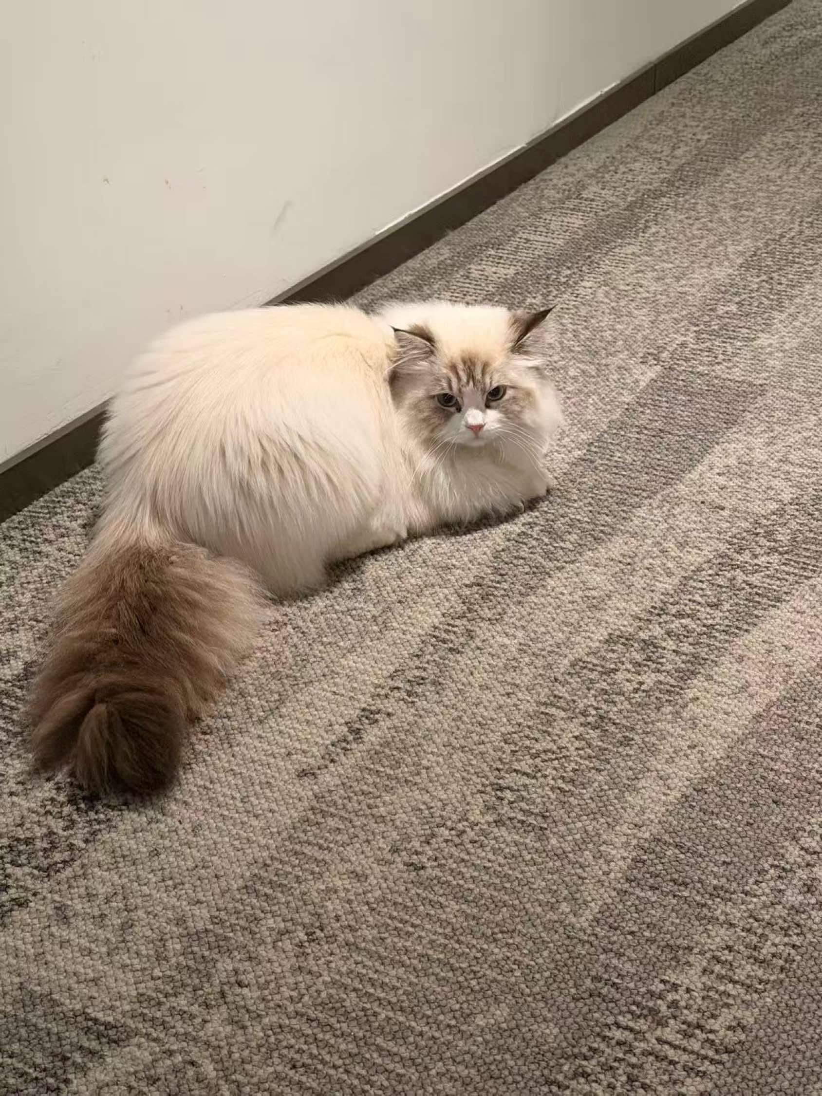 又又又遇到猫猫虫啦_1