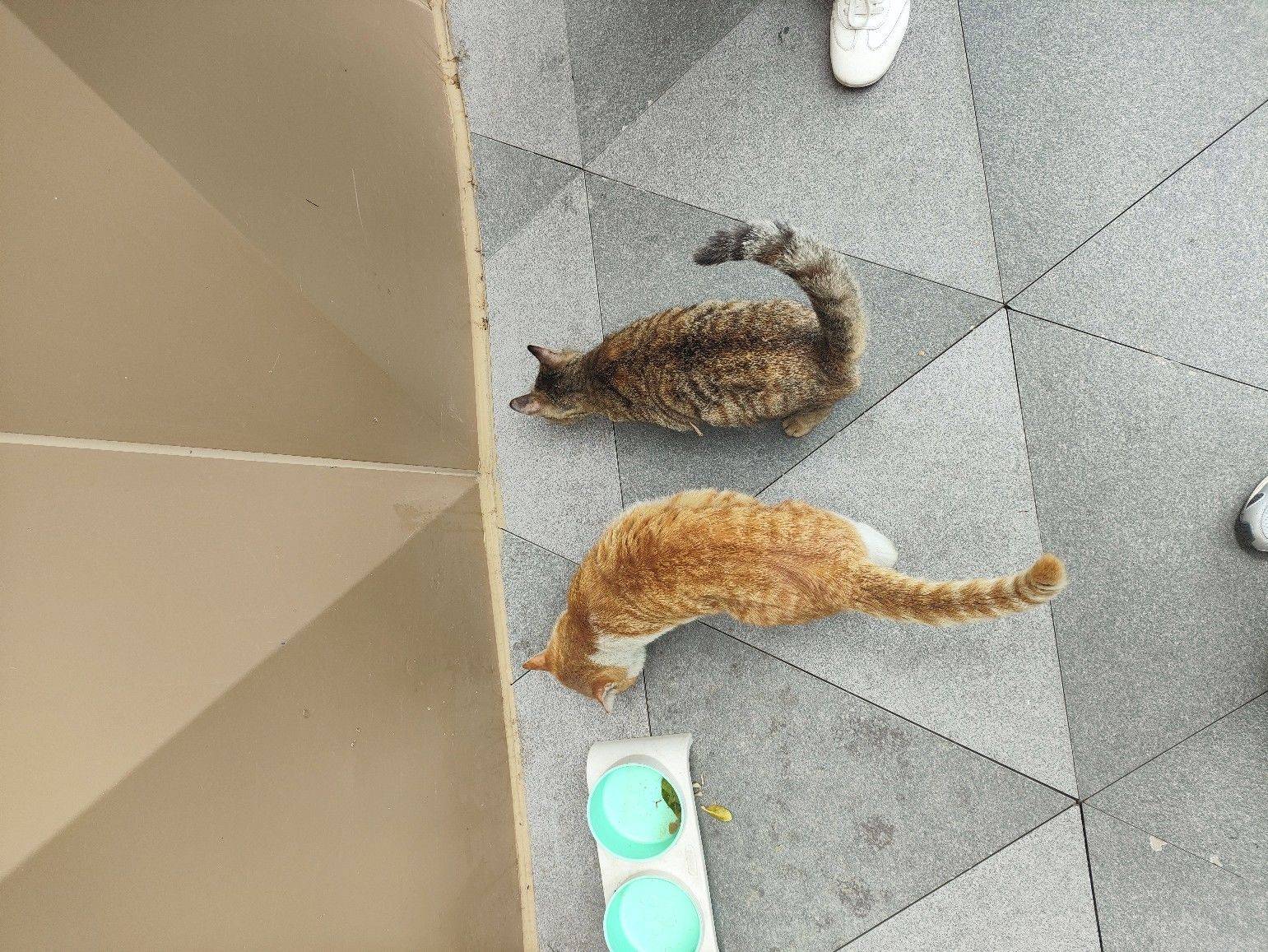 两只猫