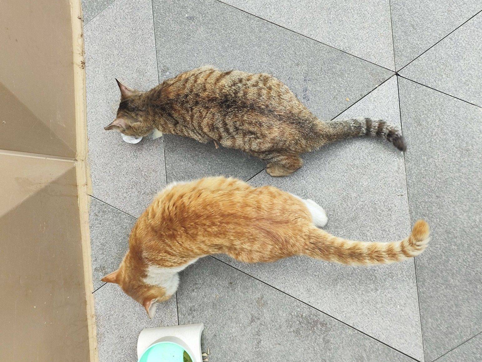 两只猫_1