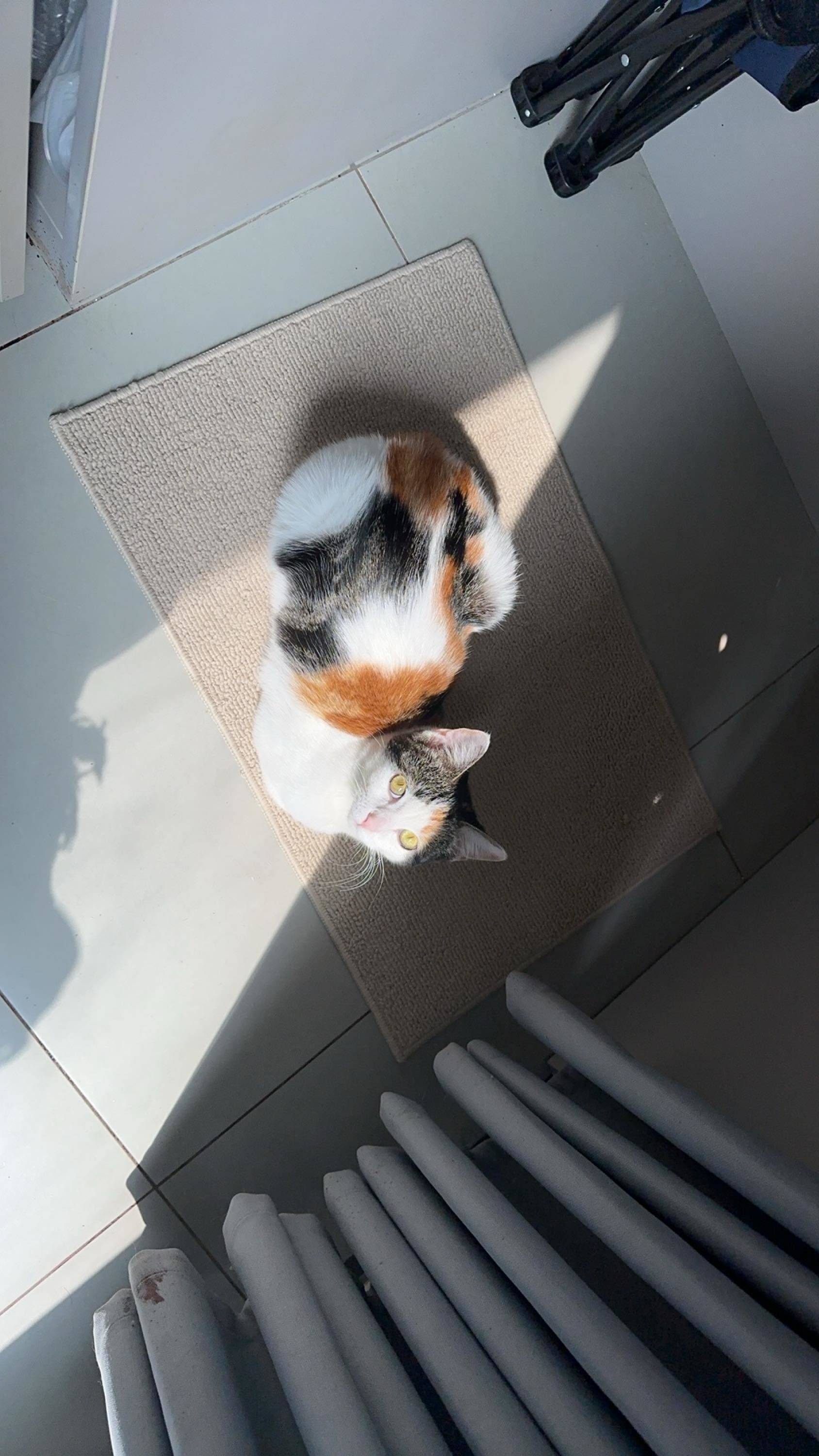 三花小美女免费领养 急 上海闵行_1