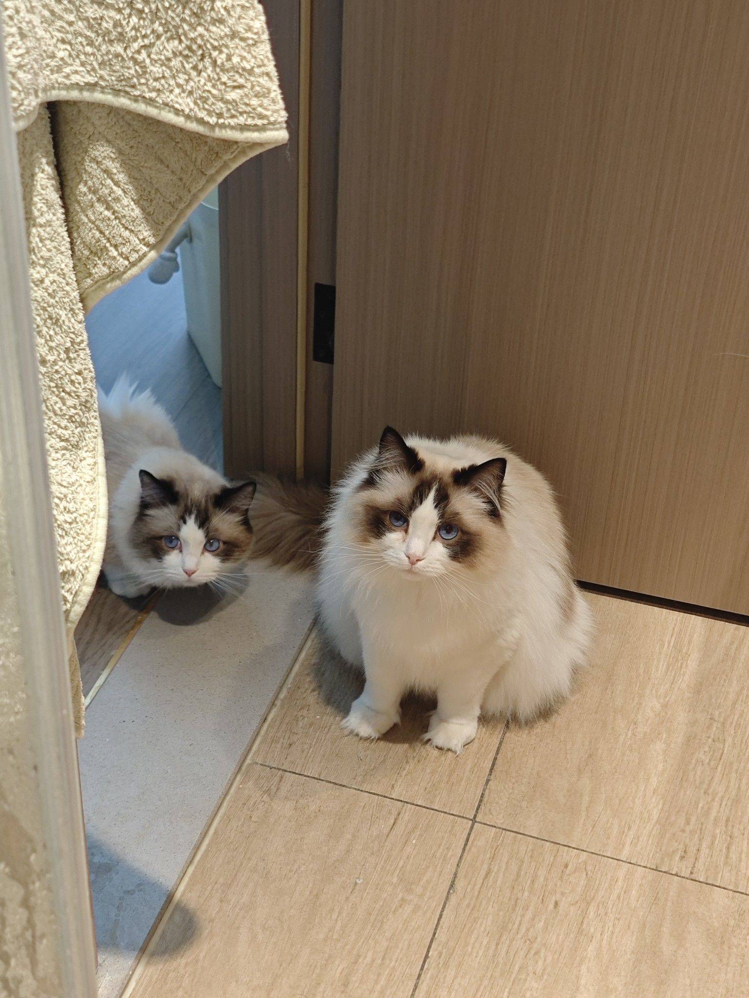  记录吧就现在  猫咪  毛茸茸 