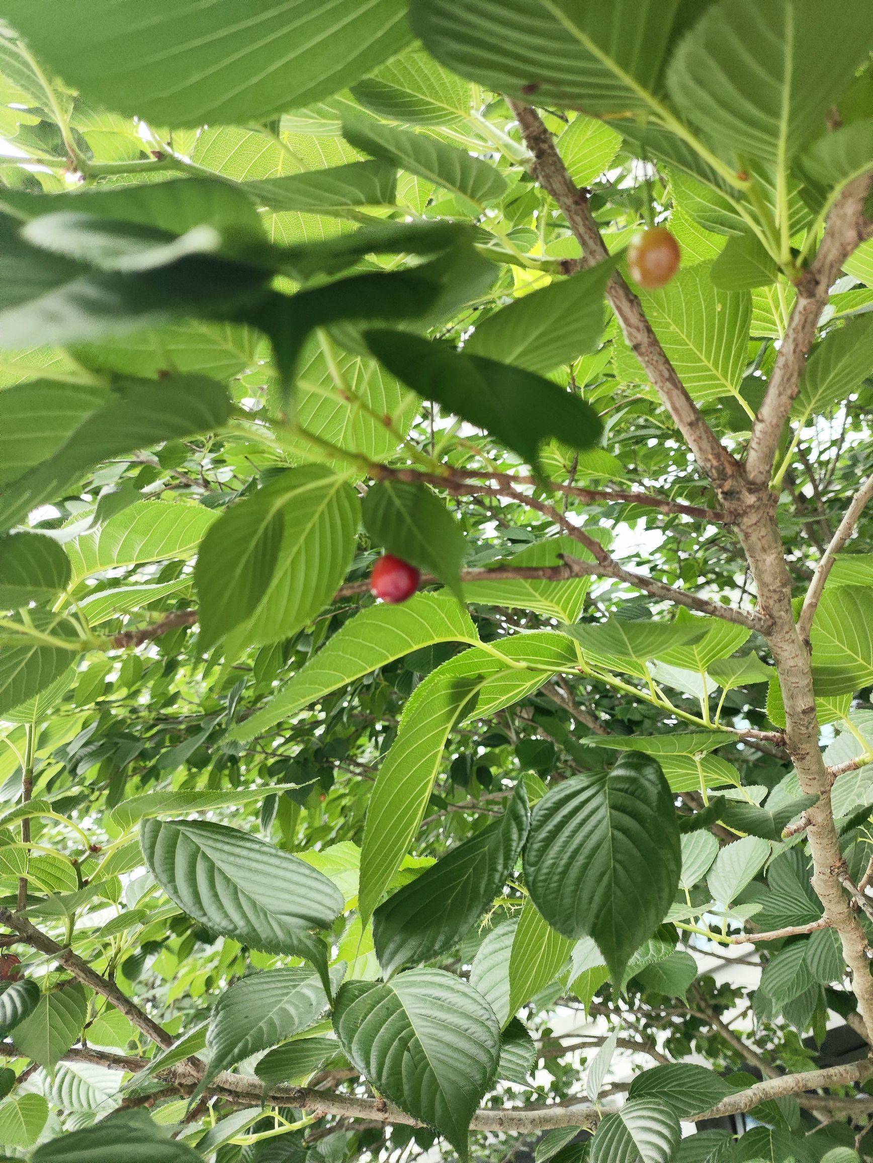 海棠果🍎
