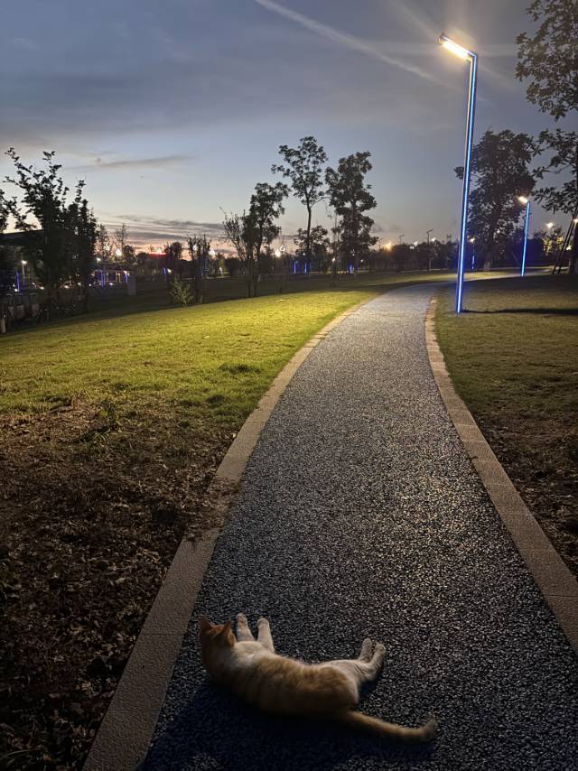 夜、萤火虫和月光下一直舔毛的阿橘_1