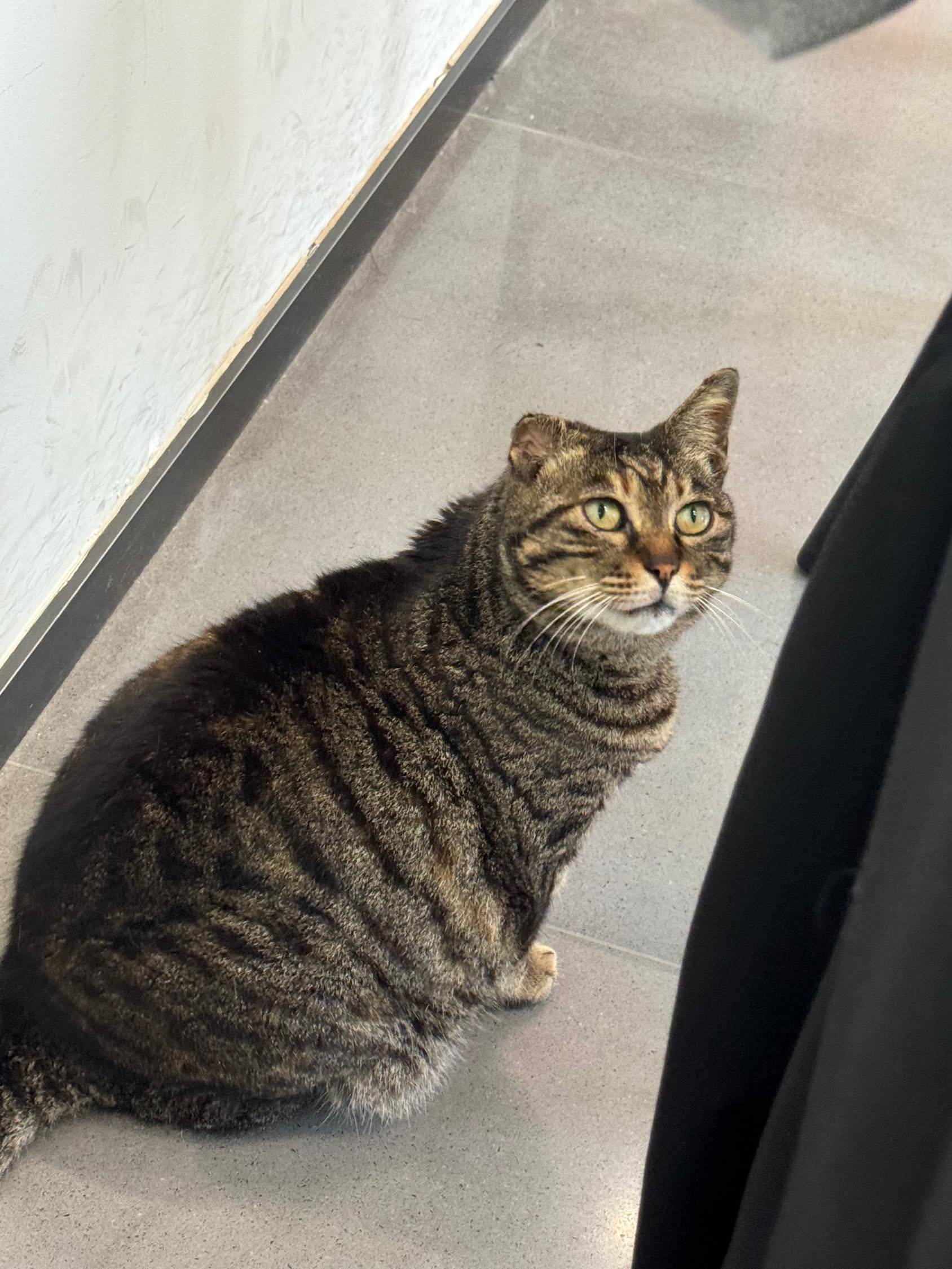 贪吃小猫咪～_3