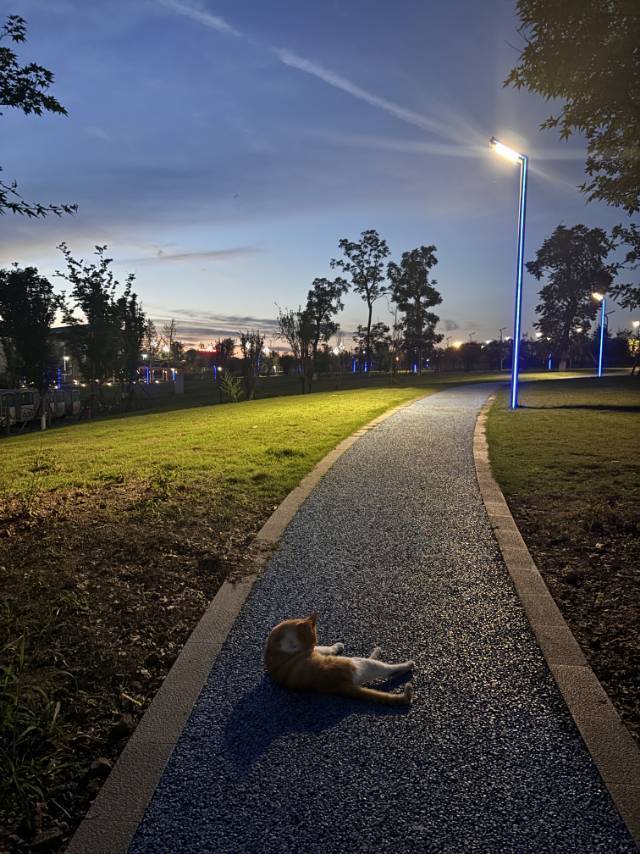 夜、萤火虫和月光下一直舔毛的阿橘