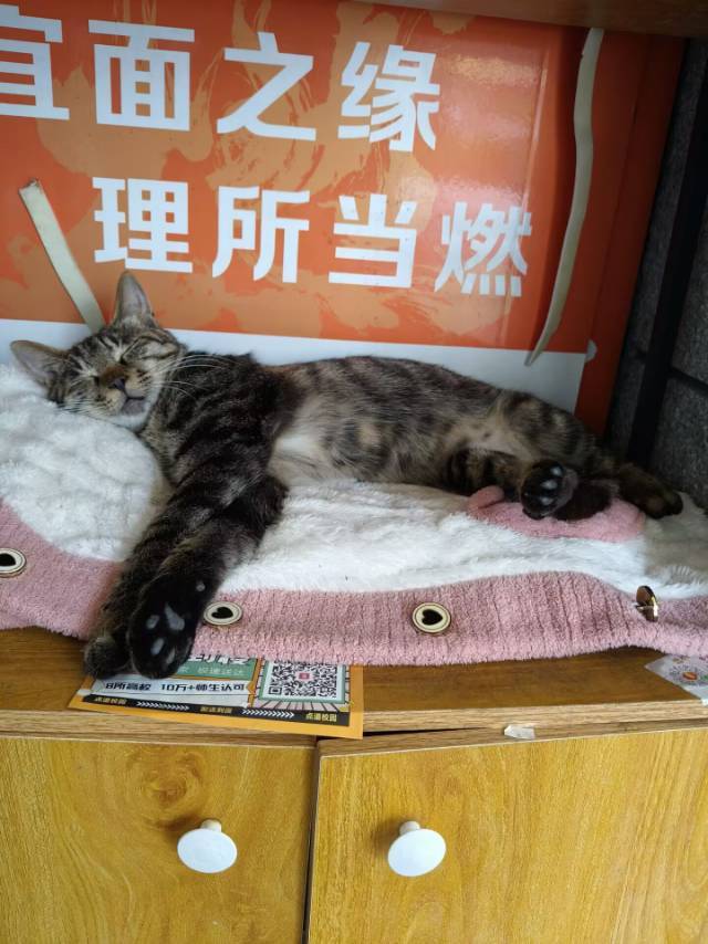 夜、萤火虫和月光下一直舔毛的阿橘_4
