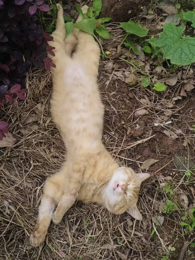 夜、萤火虫和月光下一直舔毛的阿橘_3