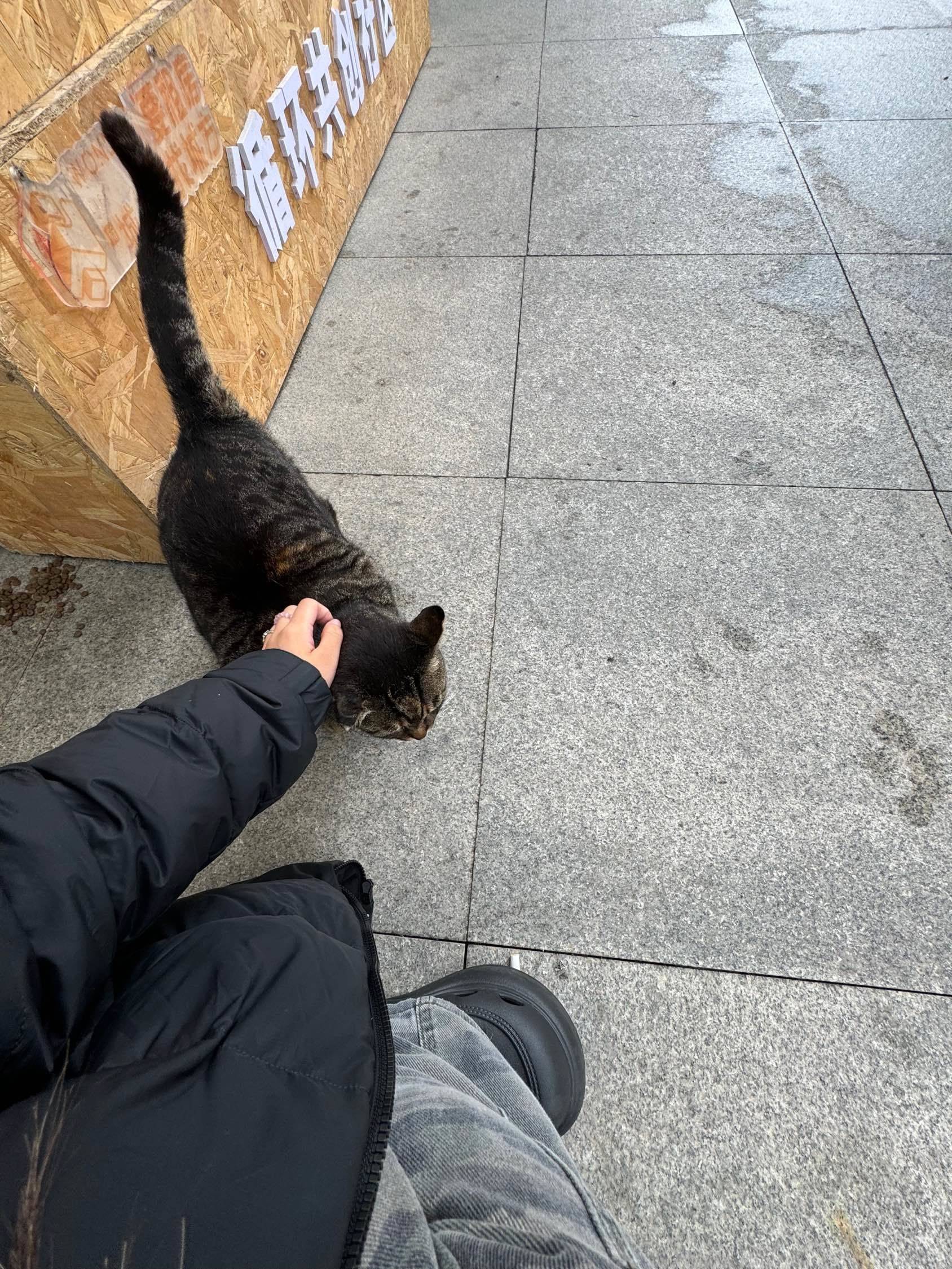 贪吃小猫咪～_4