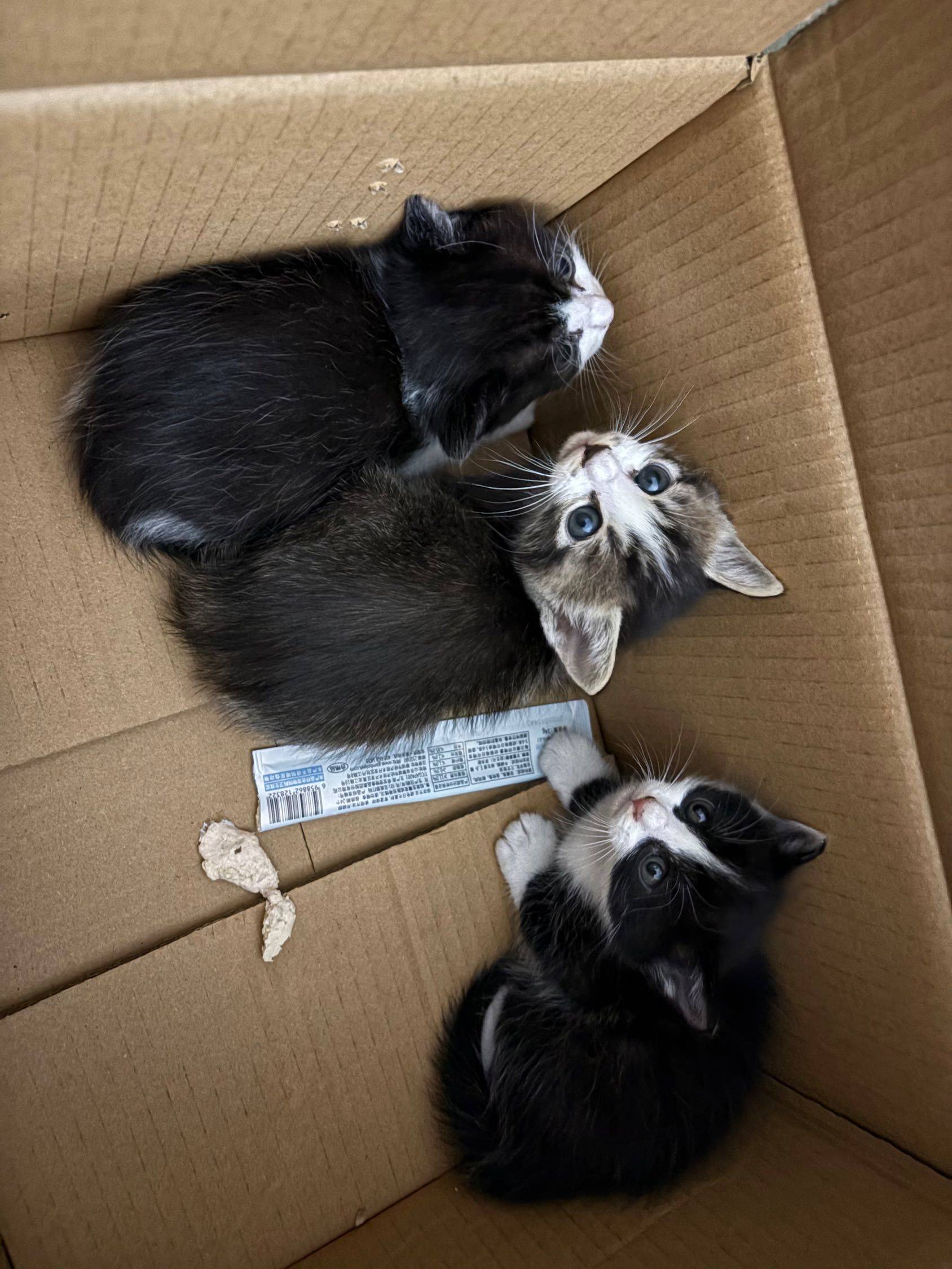 小猫无偿领养