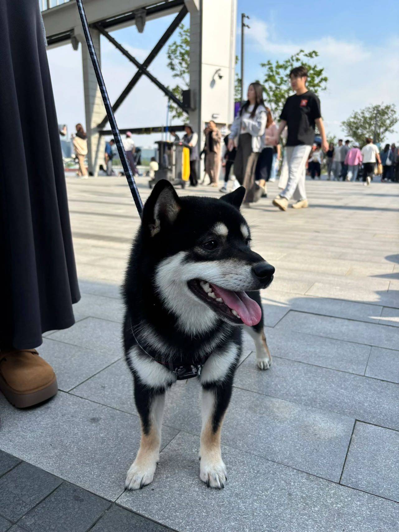 上海｜边画画边撸狗的西岸狗狗速写派对_4