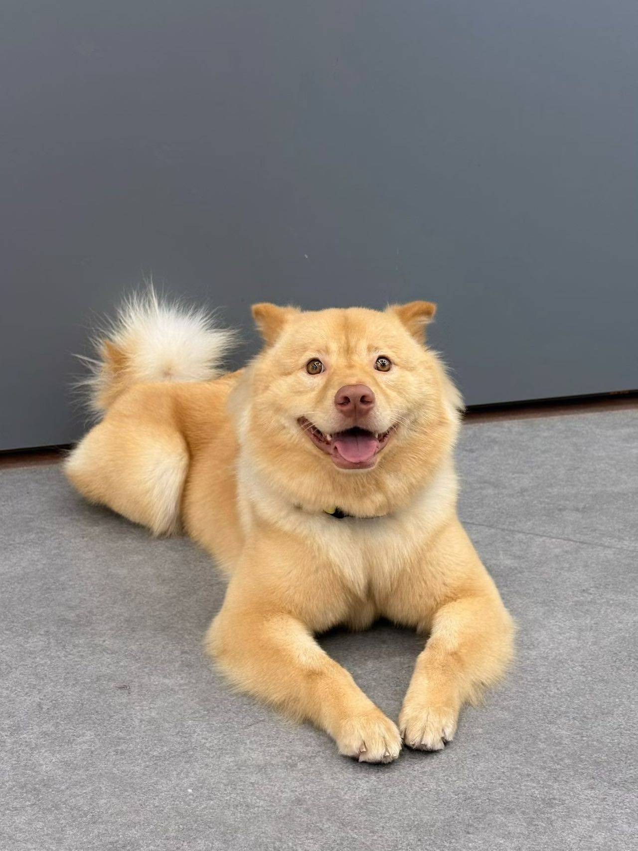 🐶🐶_0