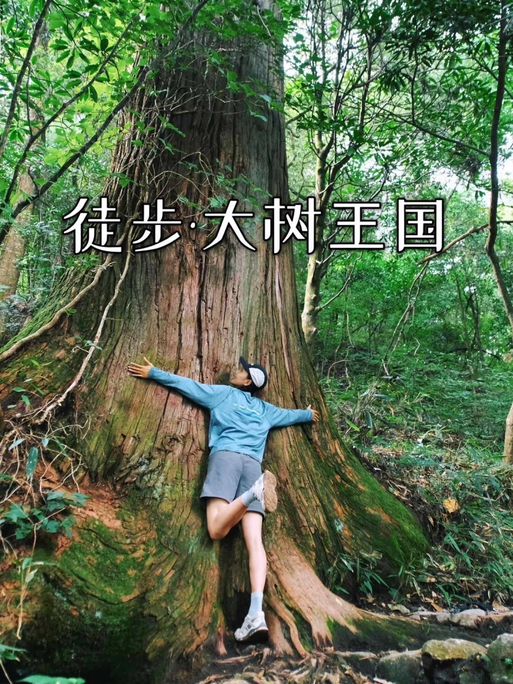 周六徒步大树王国，天目森林祈福禅源