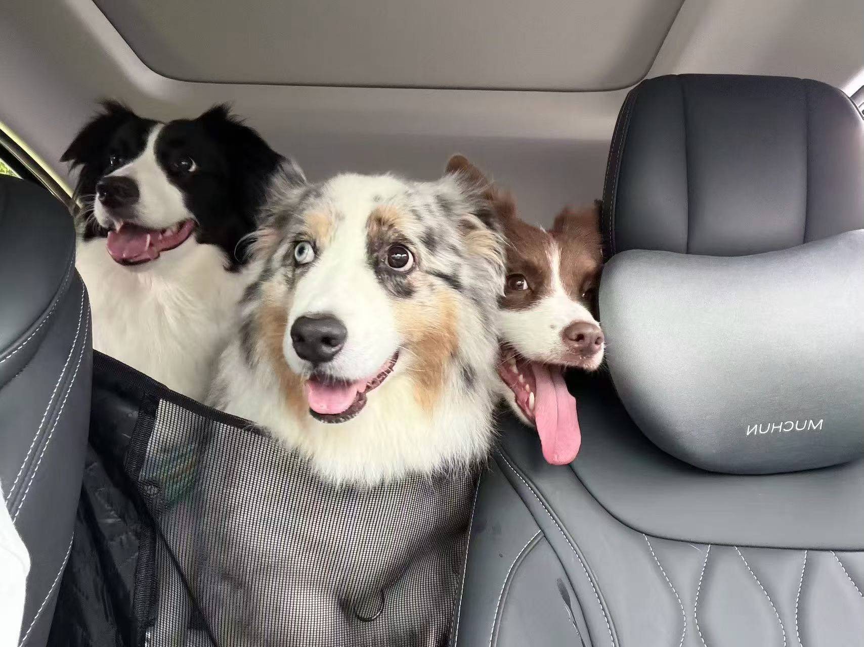 🐶🐶