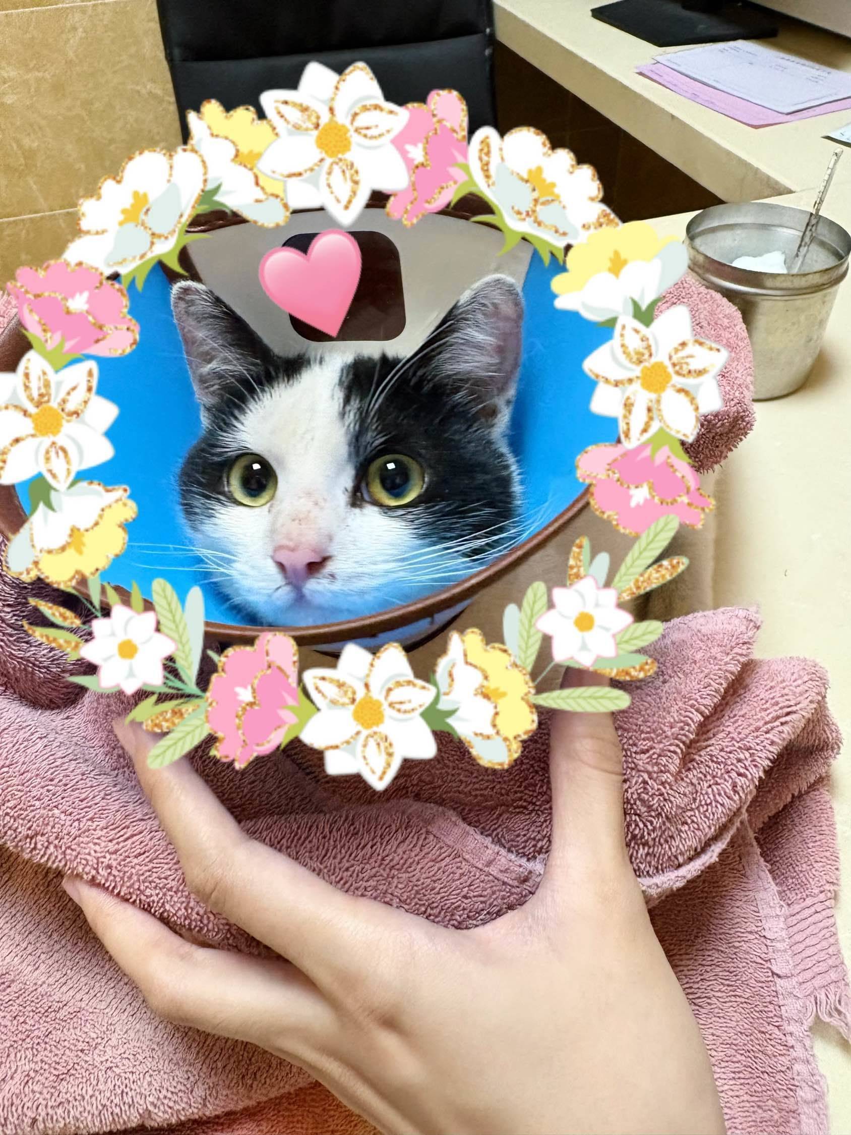 上海美丽奶牛手慢无🐈