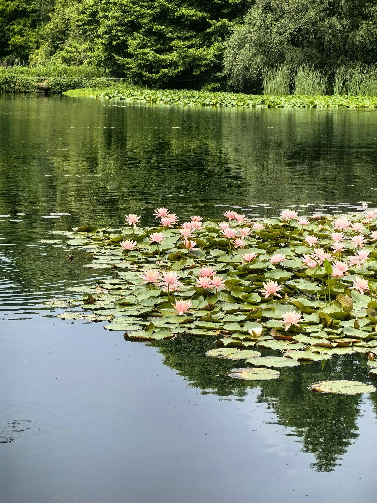 西湖睡莲开成油画了！  
一抹粉紫晕开湖面_1