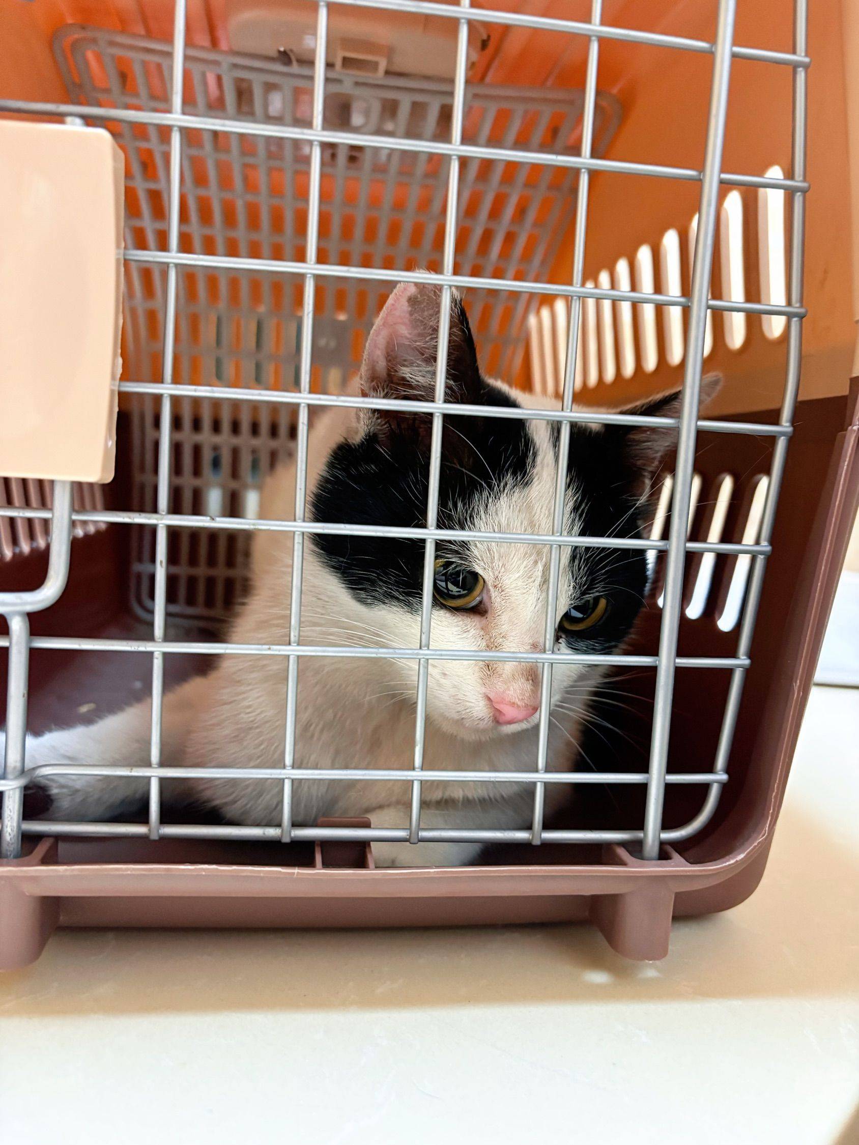 上海美丽奶牛手慢无🐈_1