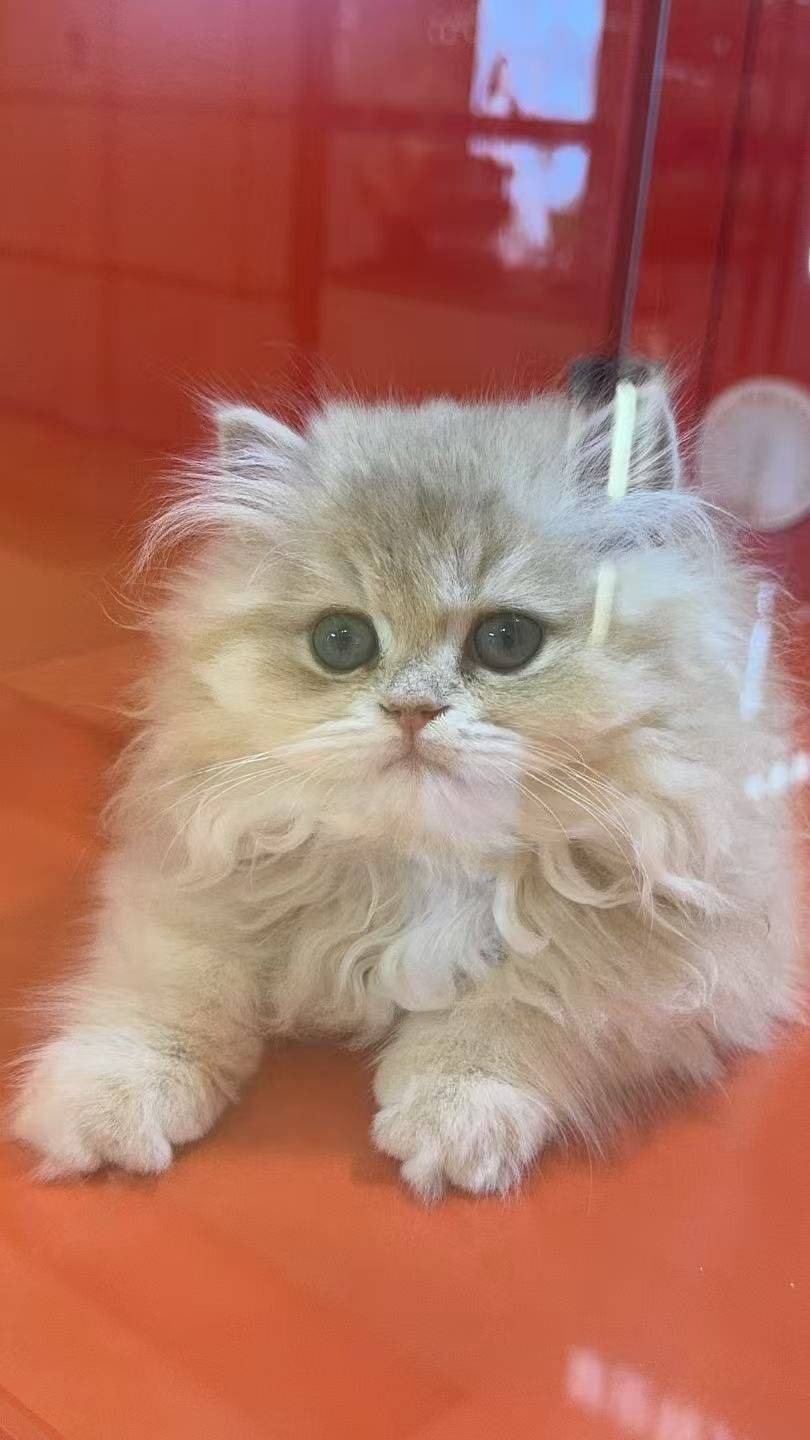 可爱