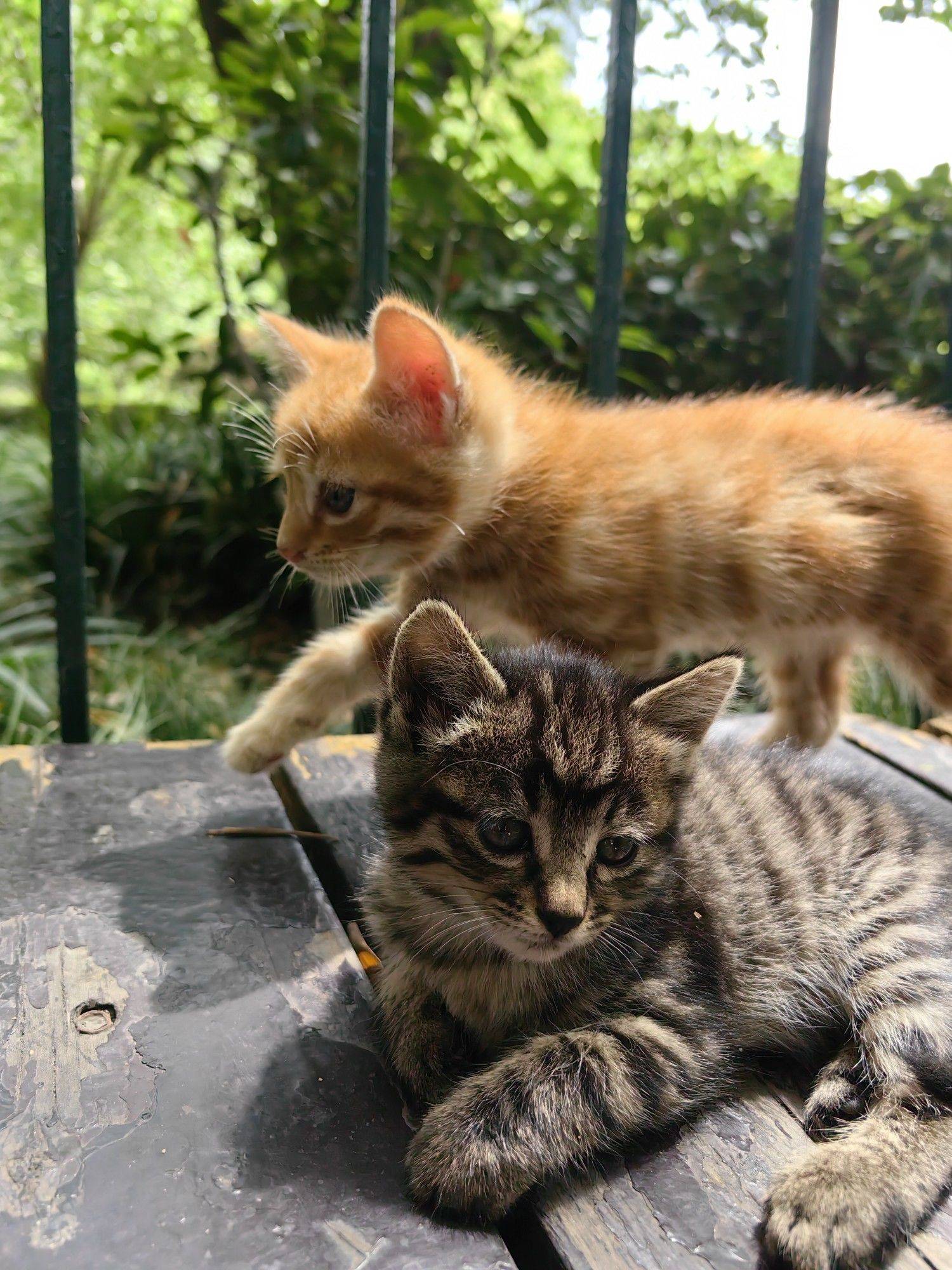 四川北路公园小奶猫