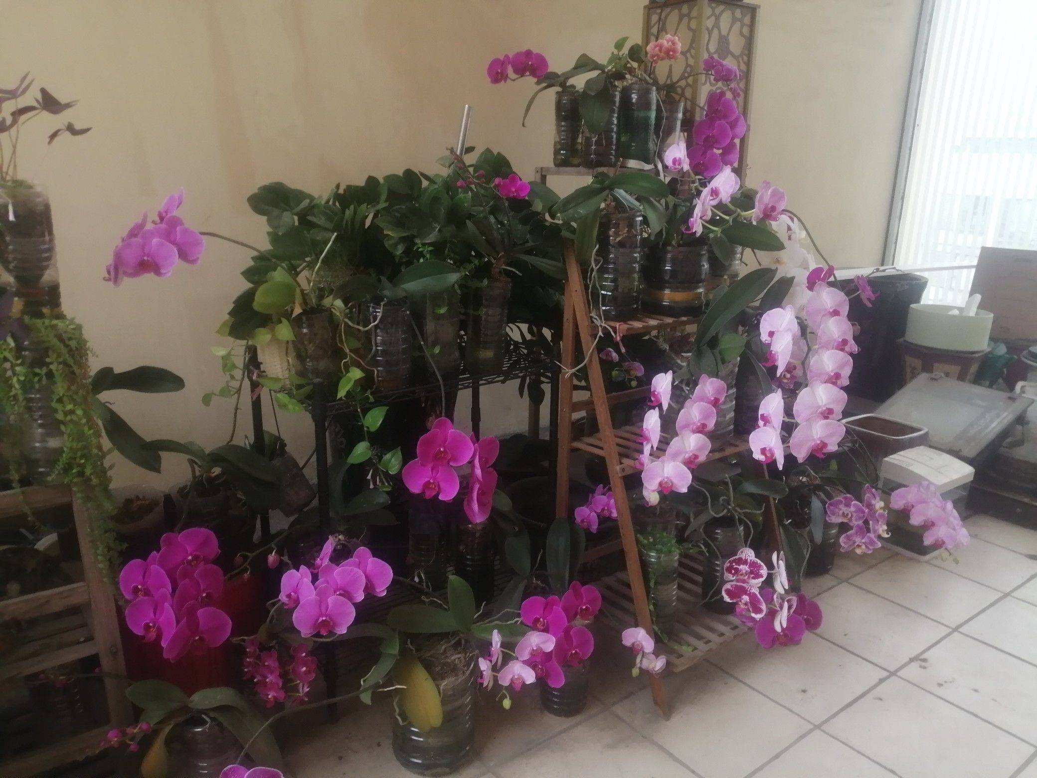 年年月月花相似
