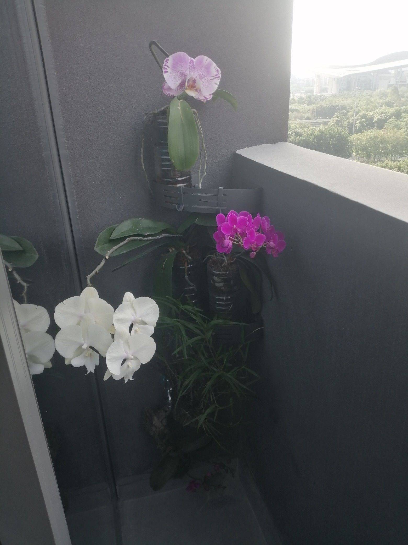 雾里看花