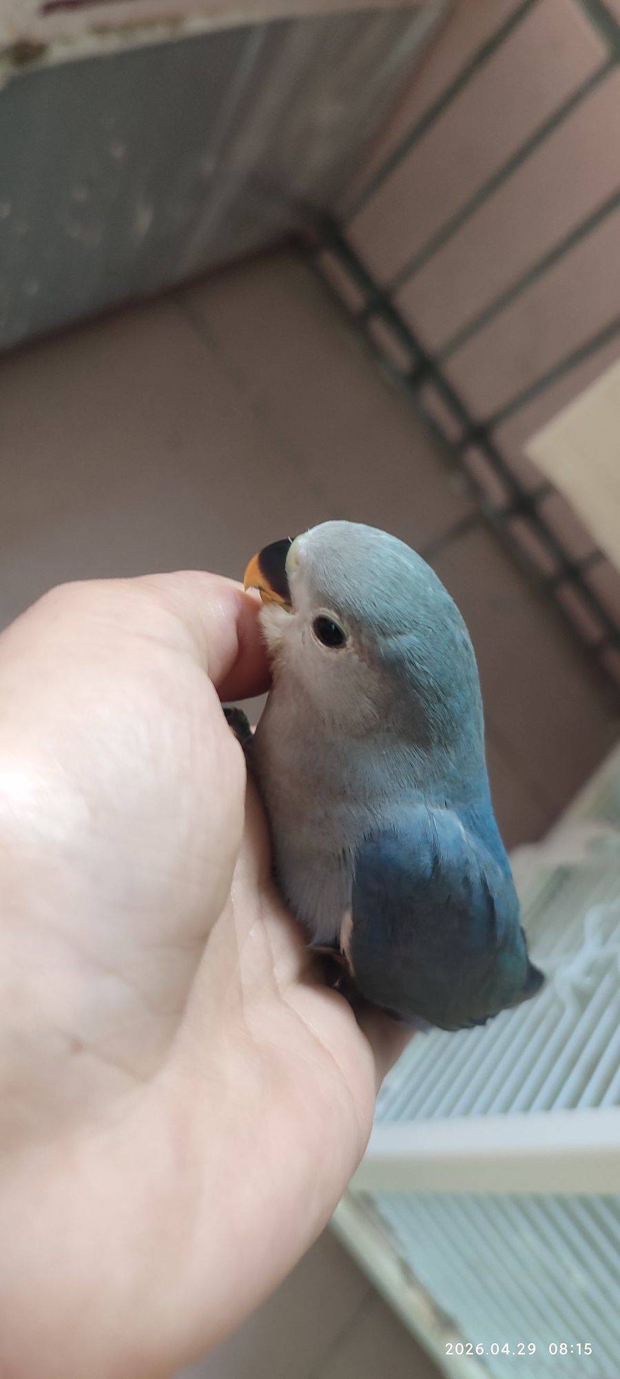 家养鹦鹉宝宝，健康活泼，羽毛颜色很漂亮，_2