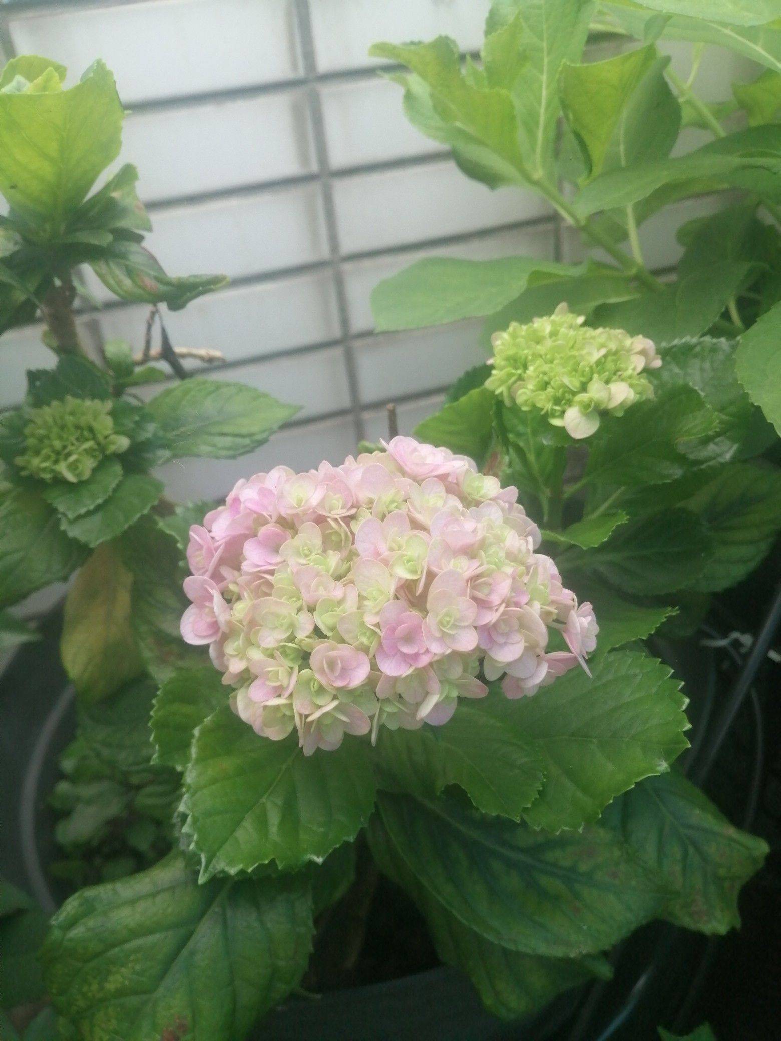 春有百花秋有月
