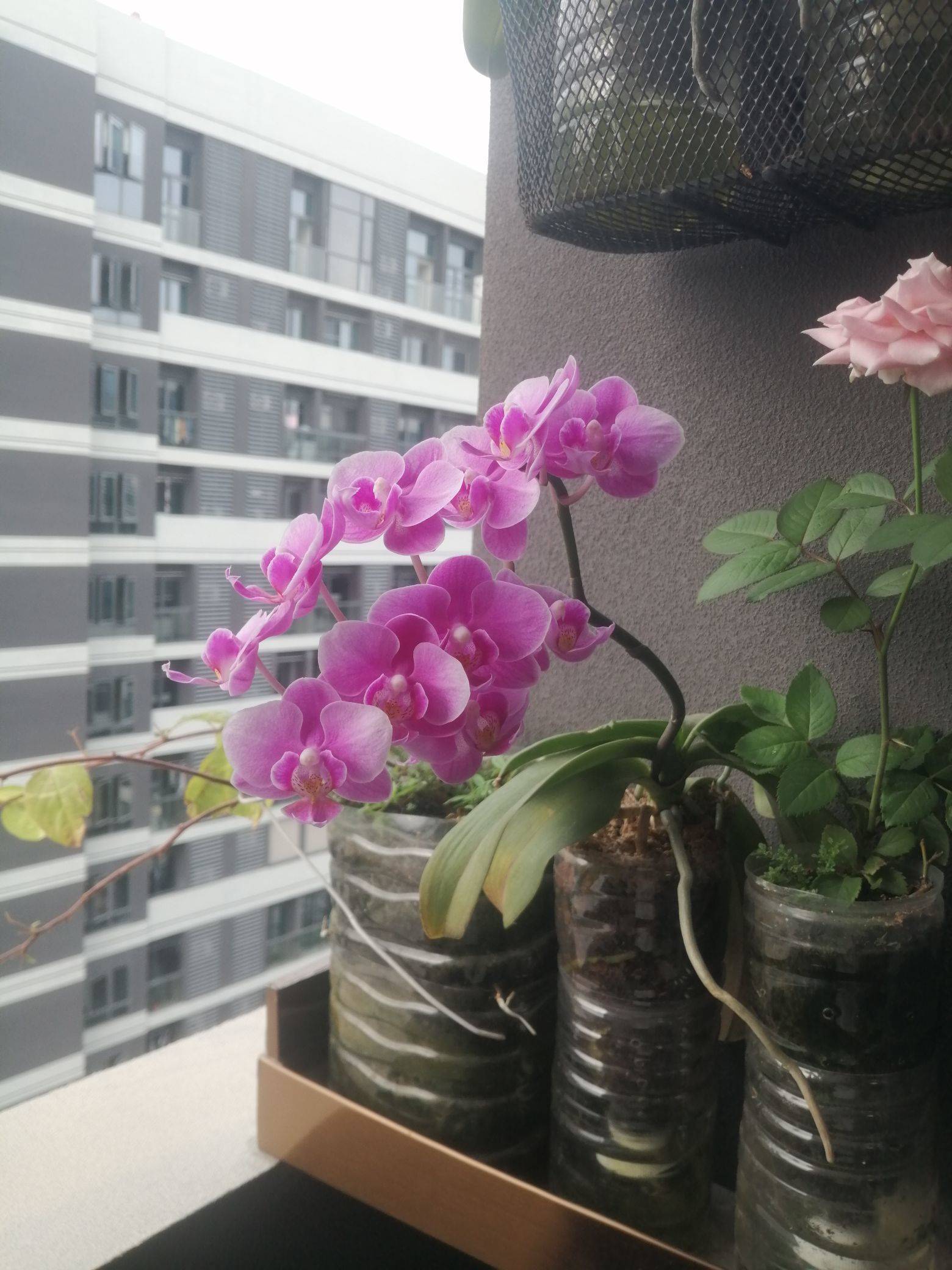 遇见花开遇见你
