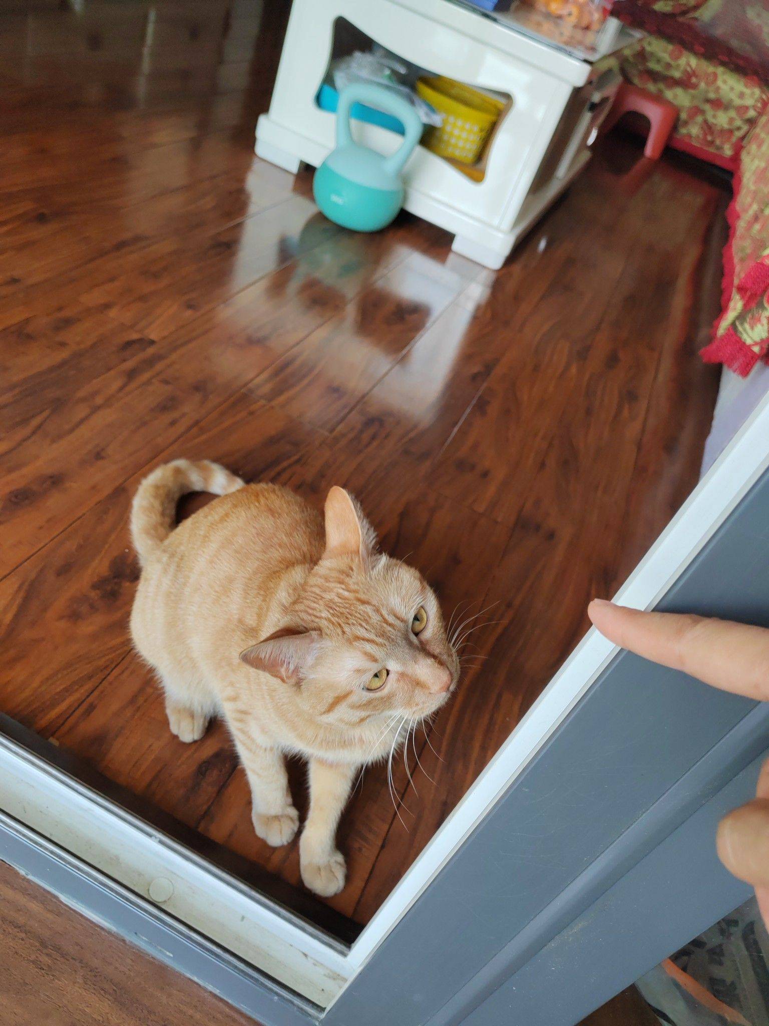 免费送养公猫_0