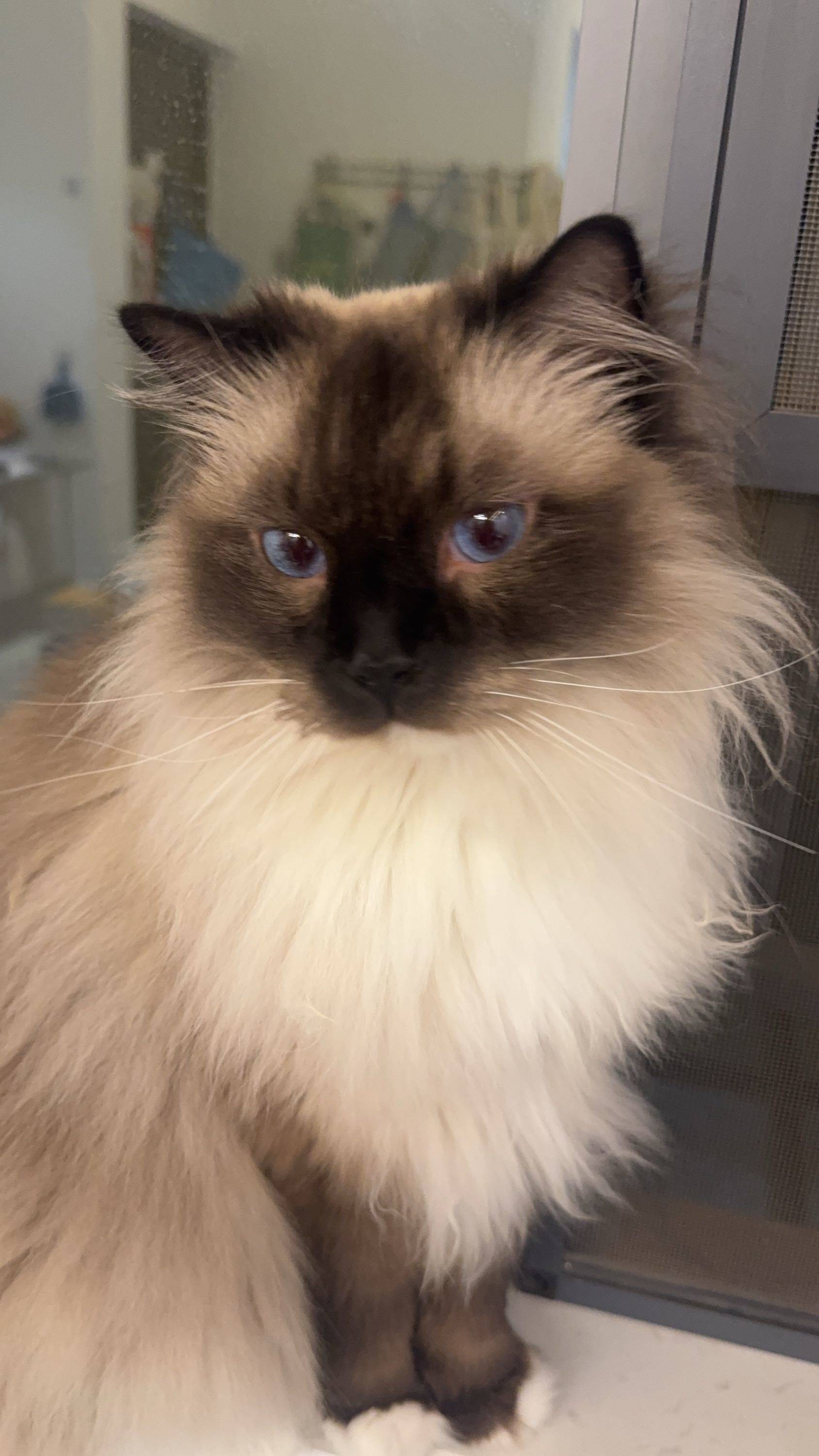 猫咪领养