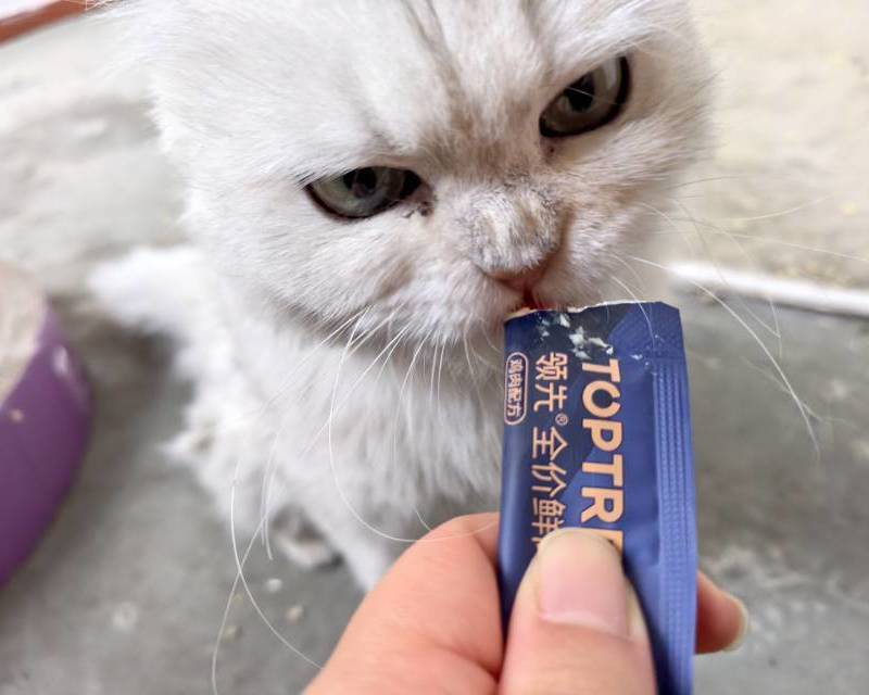 流浪猫找领养_2