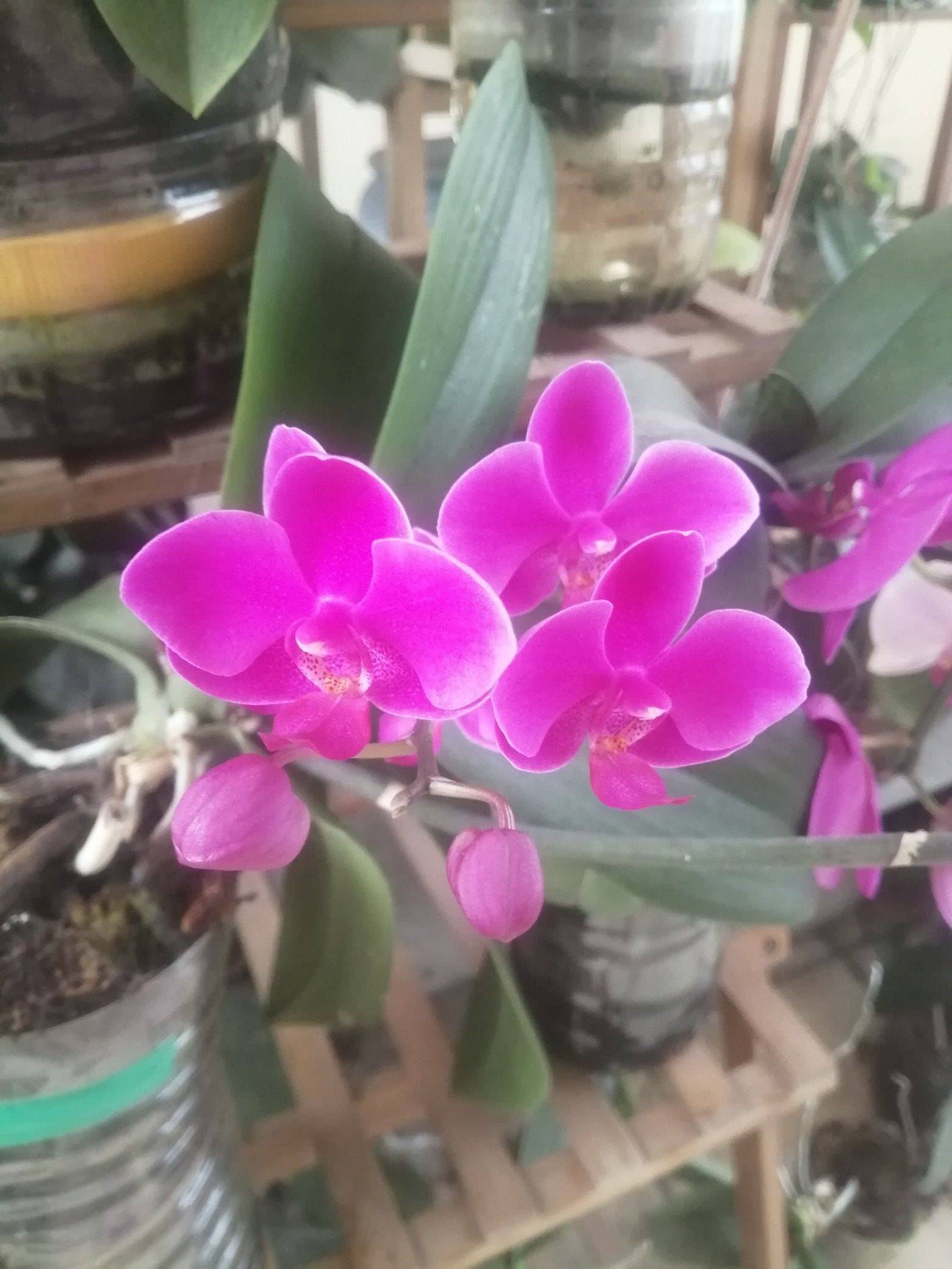 花未全开月未圆
