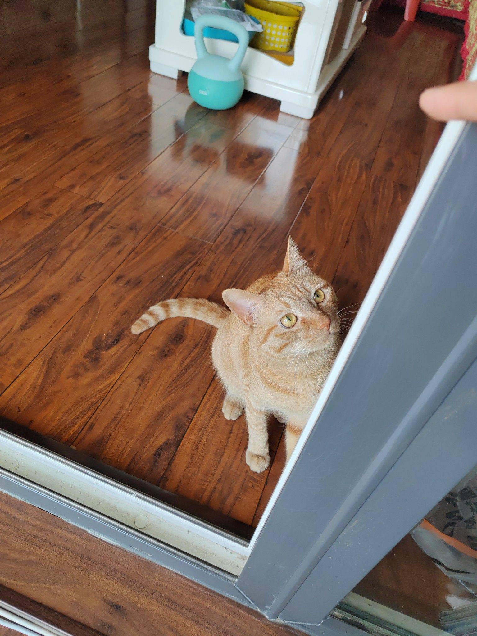 免费送养公猫_1