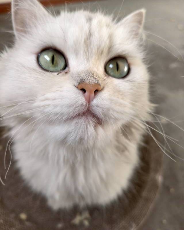 流浪猫找领养_1