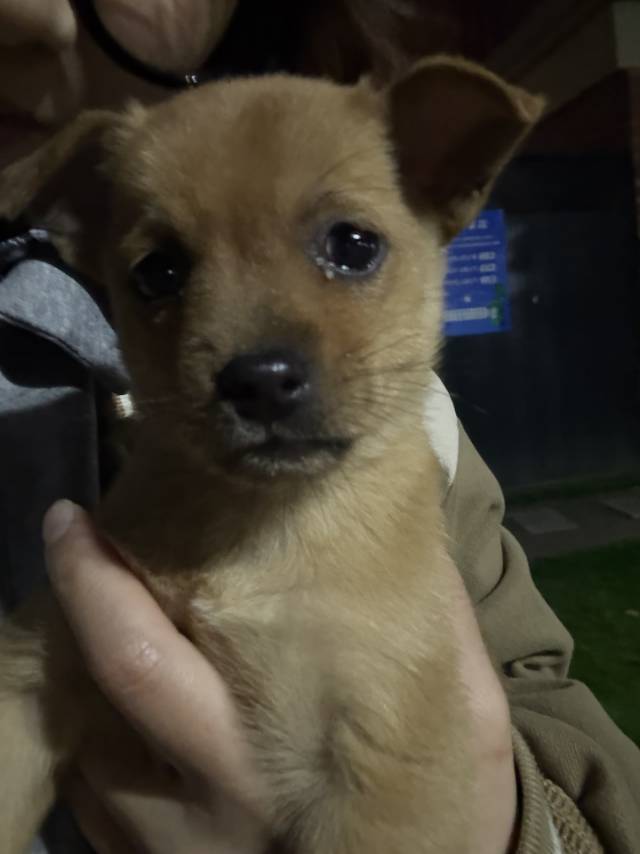 好学的小土狗_1