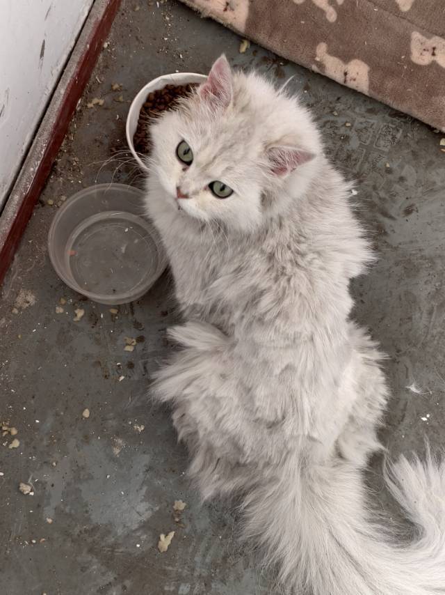 流浪猫找领养_3