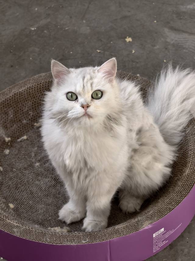 流浪猫找领养