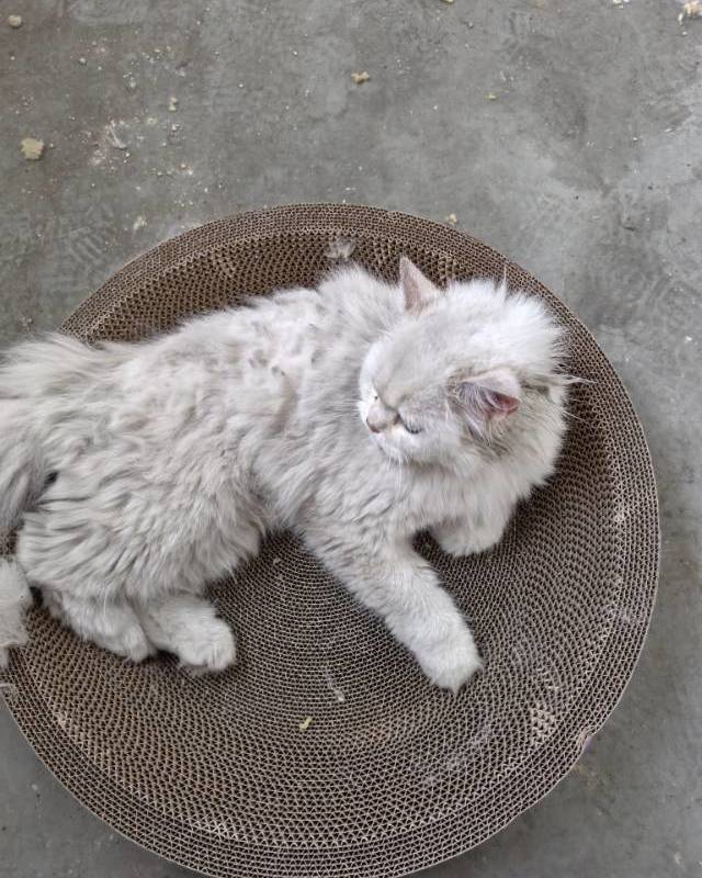 流浪猫找领养_4