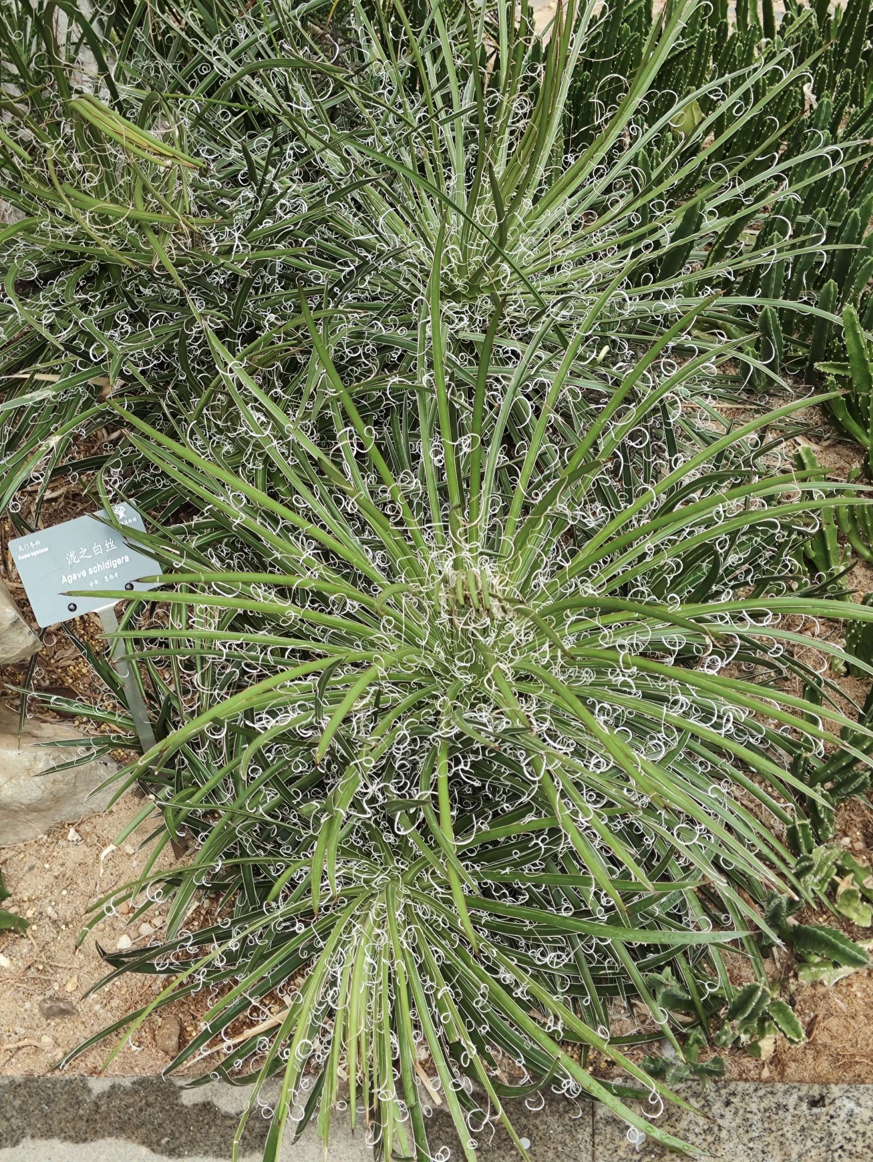植物🏝️🏝️_2
