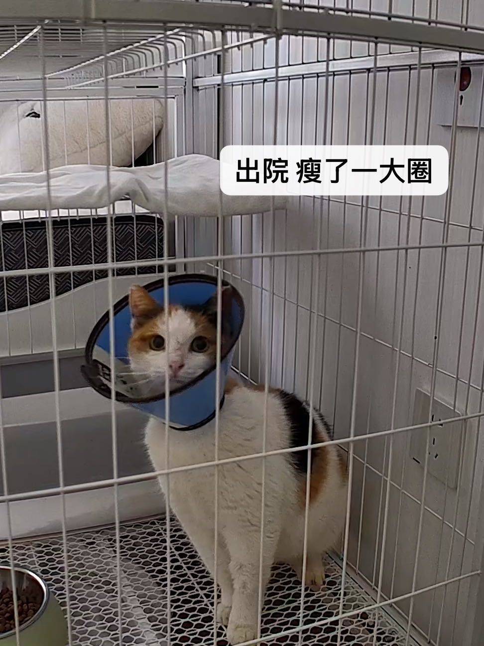 断尾三花找领养_4
